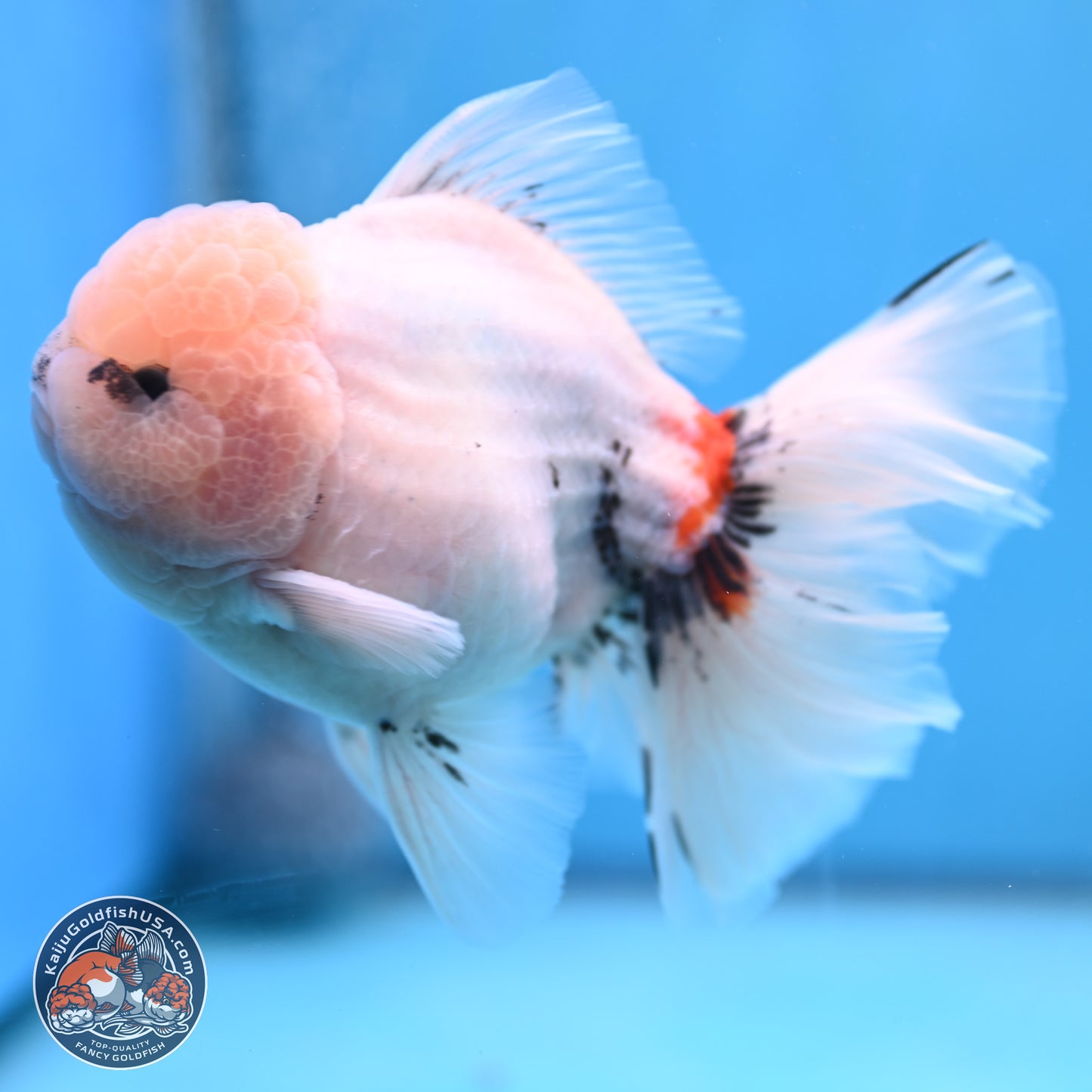 Calico Rose Tail Oranda 6 inches - Male (241115_OR02) - Kaiju Goldfish USA