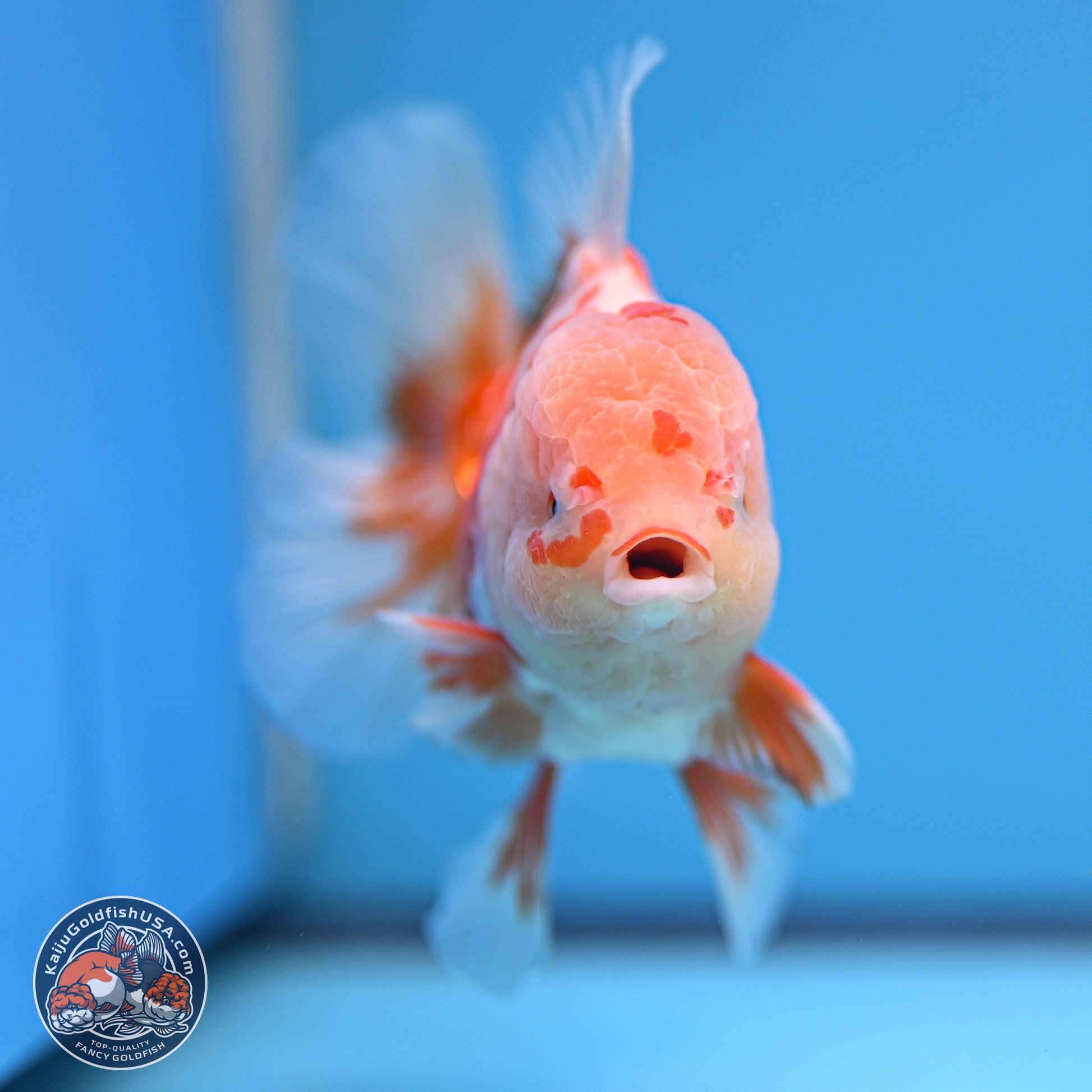 Red White Rose Tail Oranda 5 inches - Male (241129_OR02) - Kaiju Goldfish USA