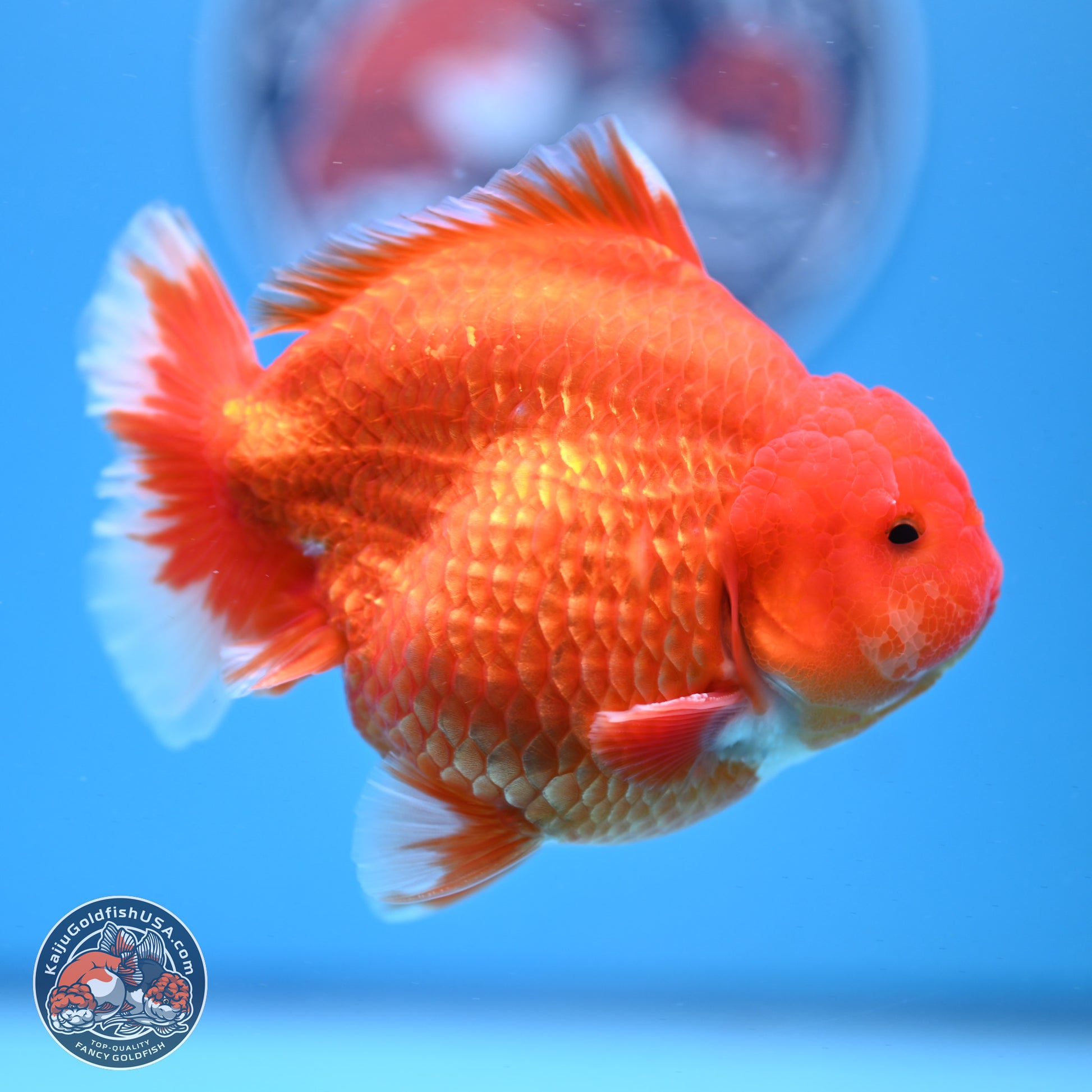 Classic Red YuanBao Oranda 4-5 inches (240920_OR02) - Kaiju Goldfish USA