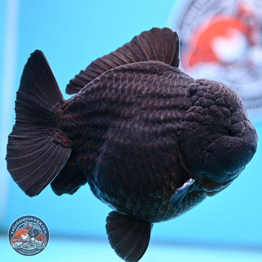 Jumbo Shogun Godzilla Jet Black Oranda 5in Body (240823_OR2) - Overnight shipping only - Kaiju Goldfish USA