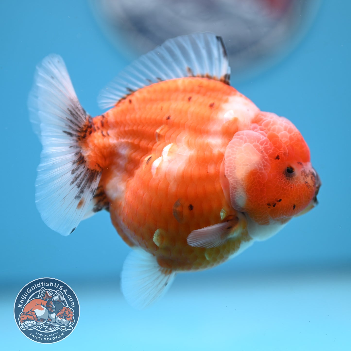 Shogun Tricolor Sakura Oranda 3.5 inches Body (250606_OR02)