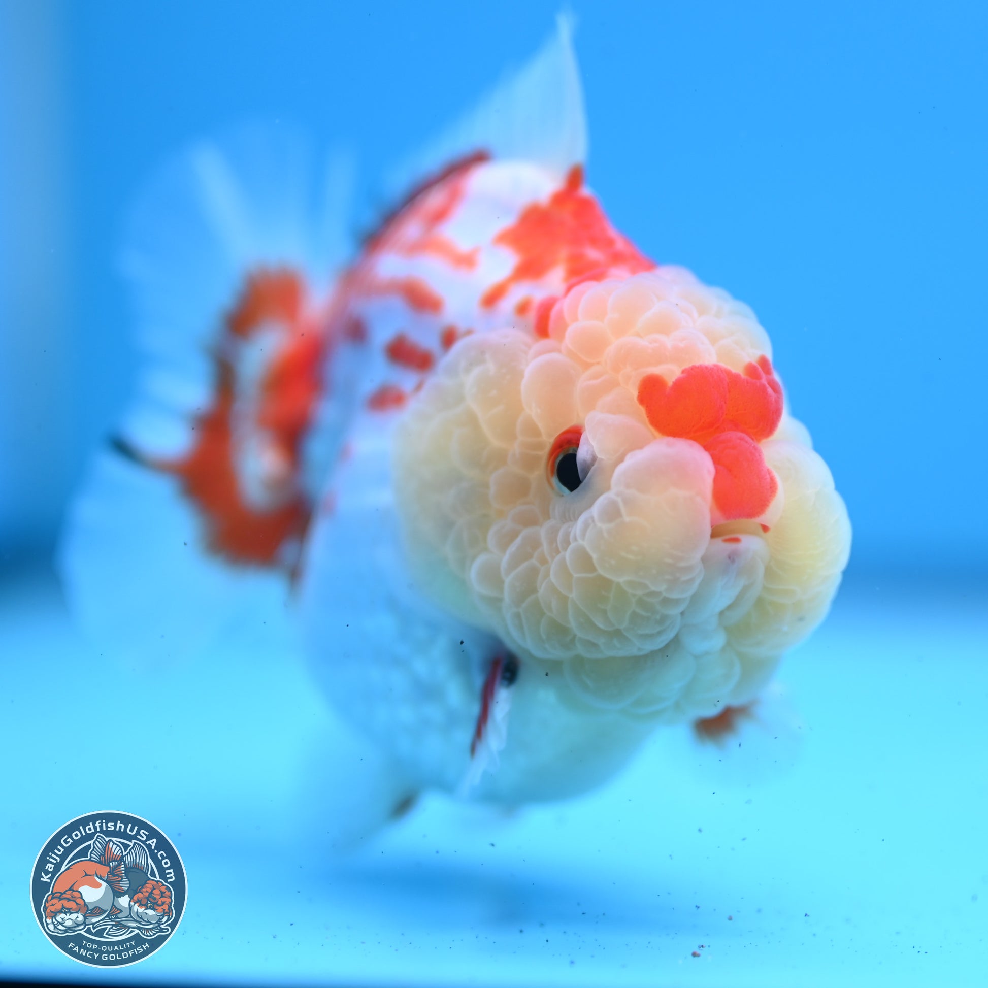 Deer Spot Red White YuanBao Oranda 3.25 inches Body - Male (241227_OR02) - Kaiju Goldfish USA