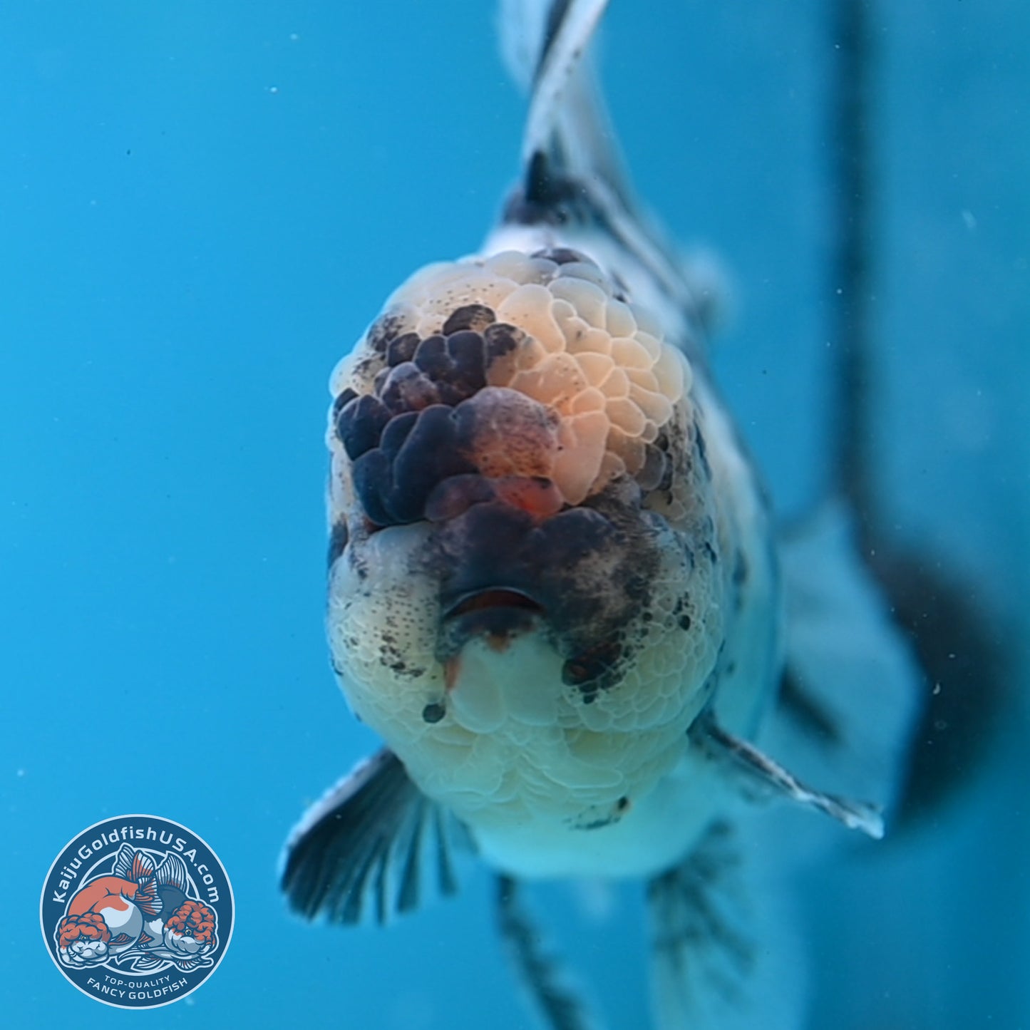 White Tiger Oranda 4 inch Body (250926_OR02)