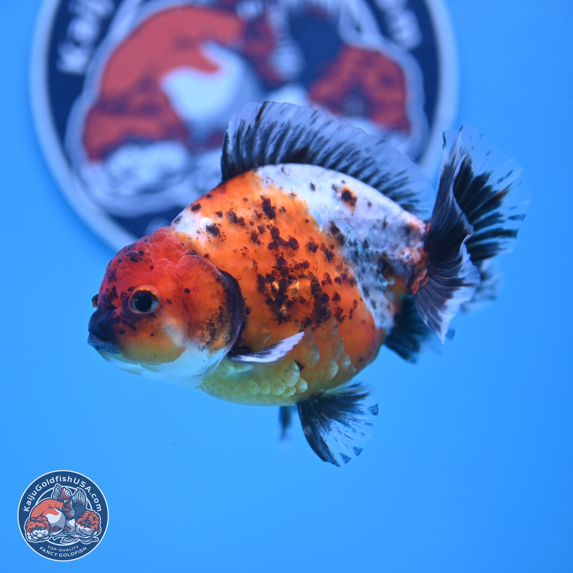 Shogun Calico Oranda 3.5-4.5 in (241011_OR02) - Kaiju Goldfish USA