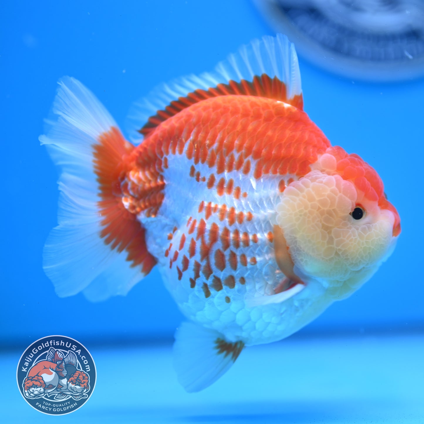 Deer Spot Red White Oranda 4 inches Body (250523_OR02)