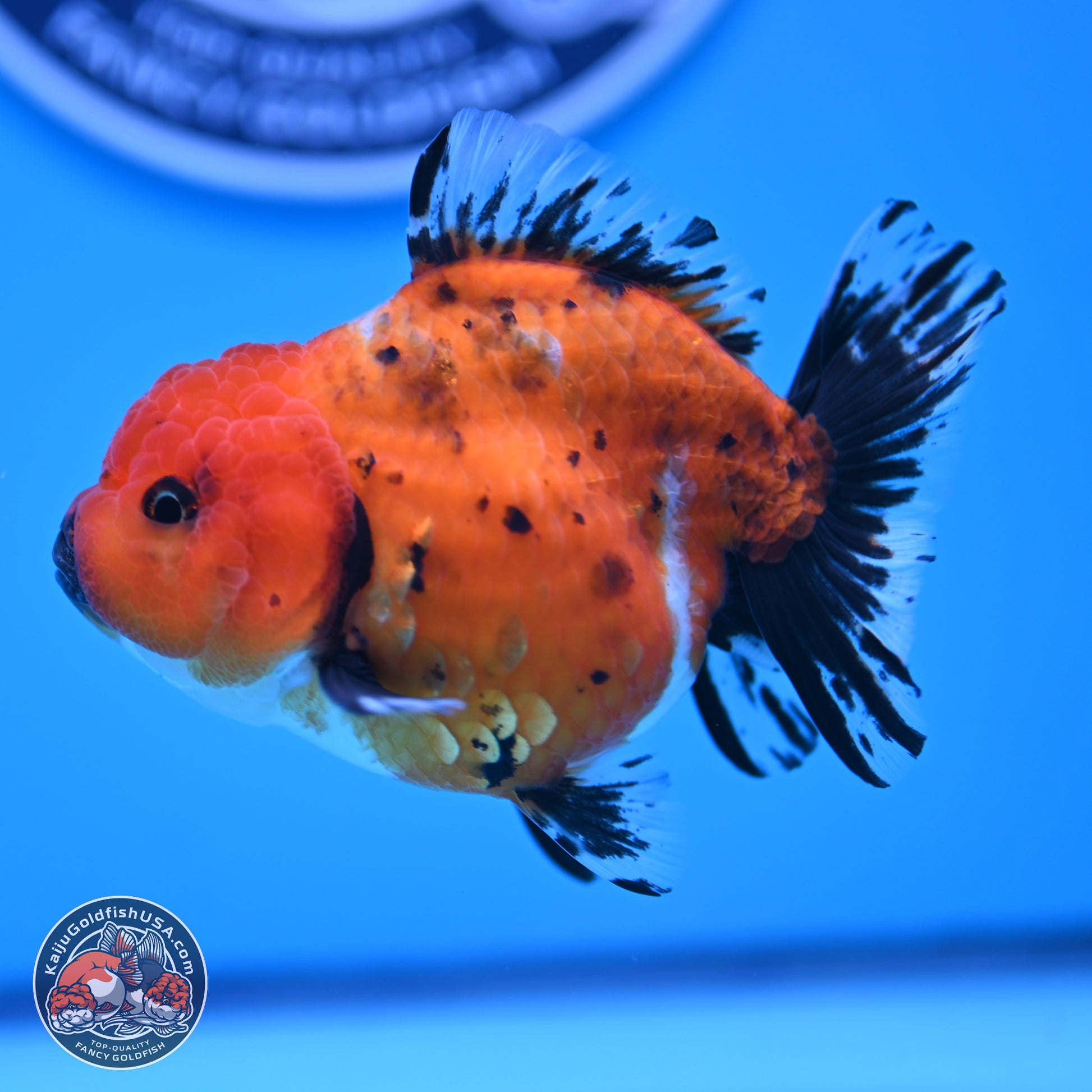 Shogun Tricolor Short Tail Oranda 3.5in Body (240816_OR02) - Kaiju Goldfish USA