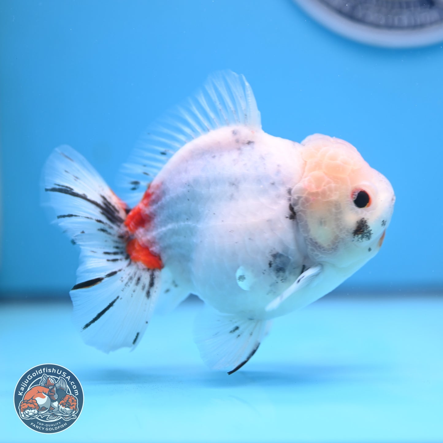 Tricolor Sakura Oranda 4.5 inches Body - Male (250117_OR02) - Kaiju Goldfish USA