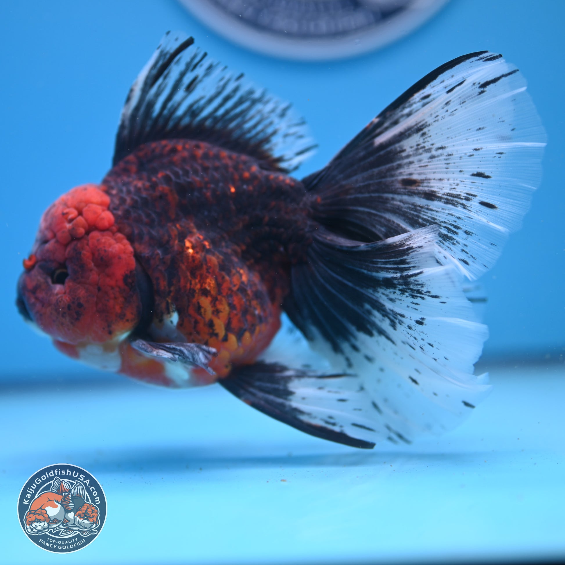 Red Kirin Rose Tail Oranda 6.5 inches - Male (241206_OR02) - Kaiju Goldfish USA