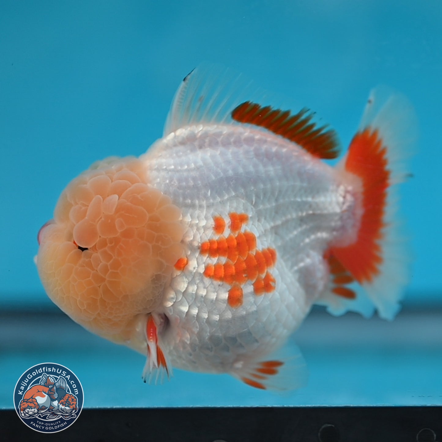 Jade Head Red White YuanBao Oranda 3.75 inches Body - Male (250131_OR02)