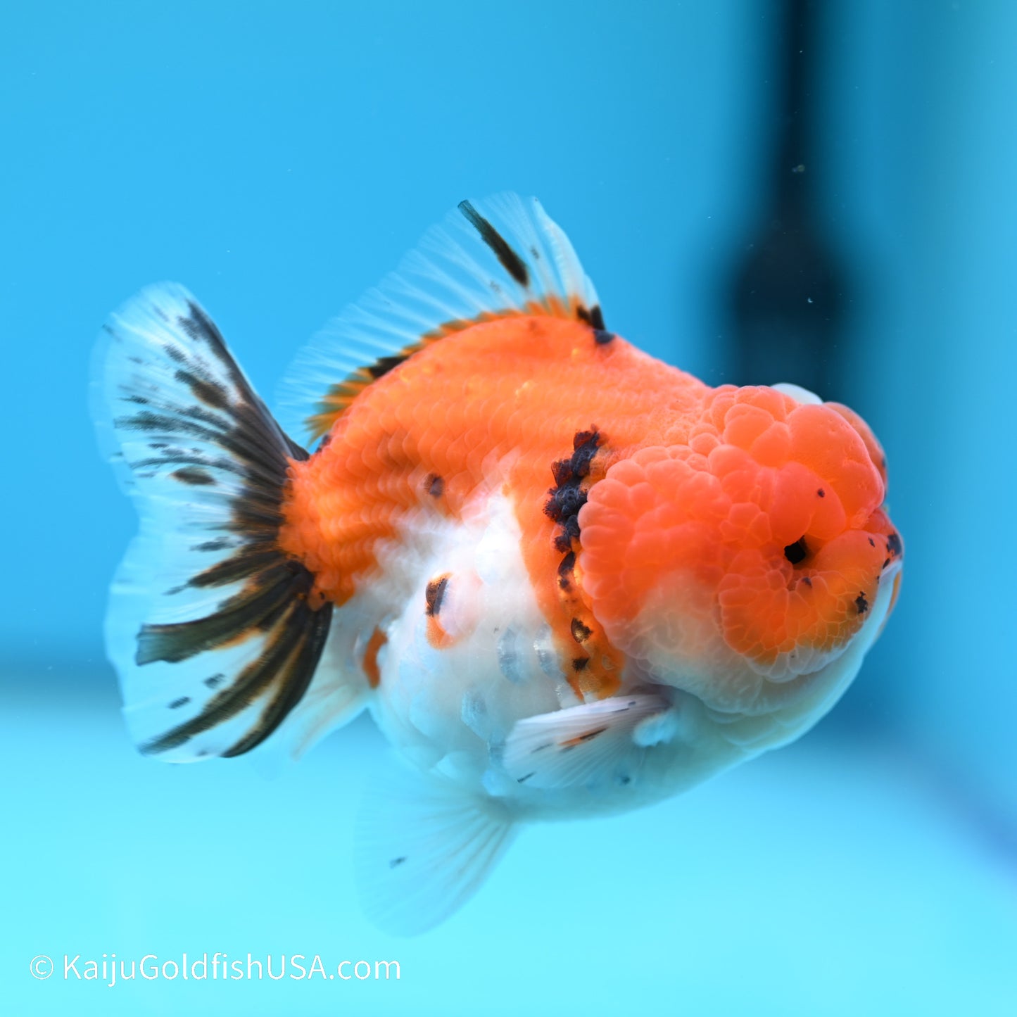 Tricolor Sakura YuanBao Oranda 3.5 inches (240517_OR02) - Kaiju Goldfish USA