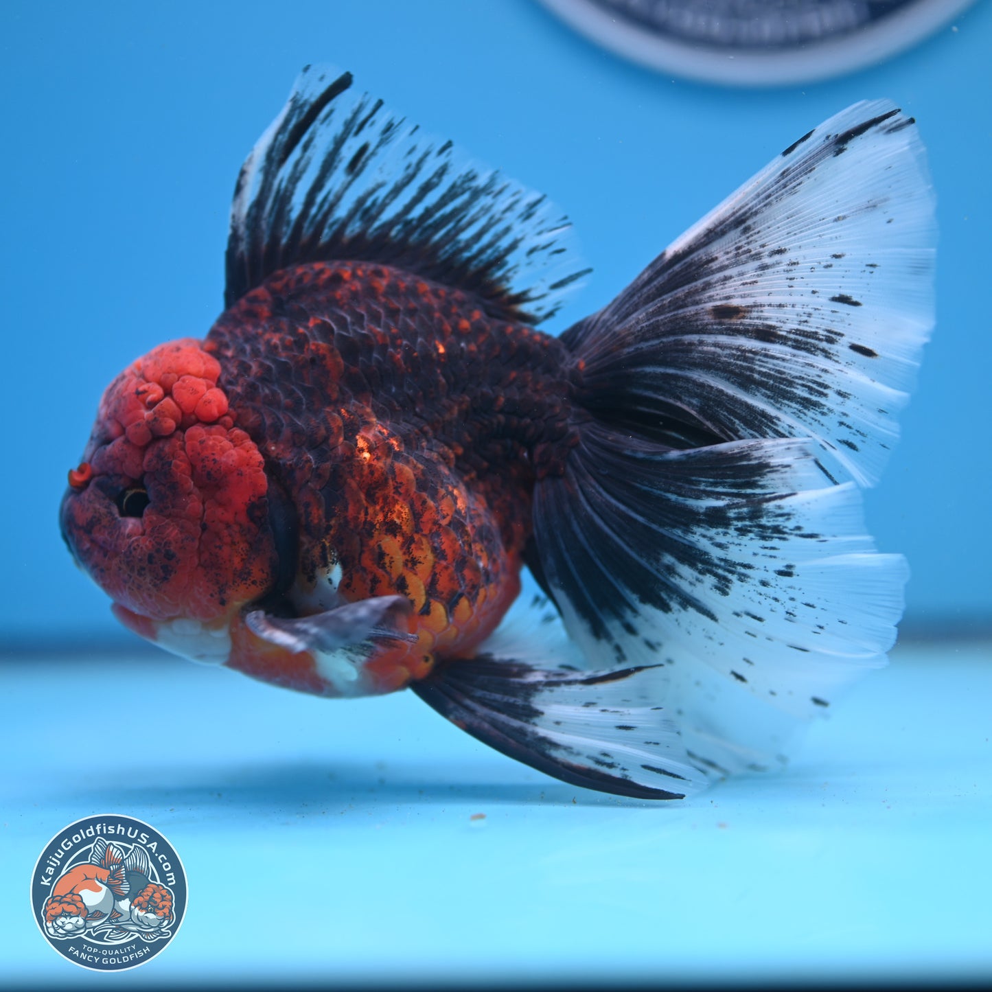 Red Kirin Rose Tail Oranda 6.5 inches - Male (241206_OR02) - Kaiju Goldfish USA