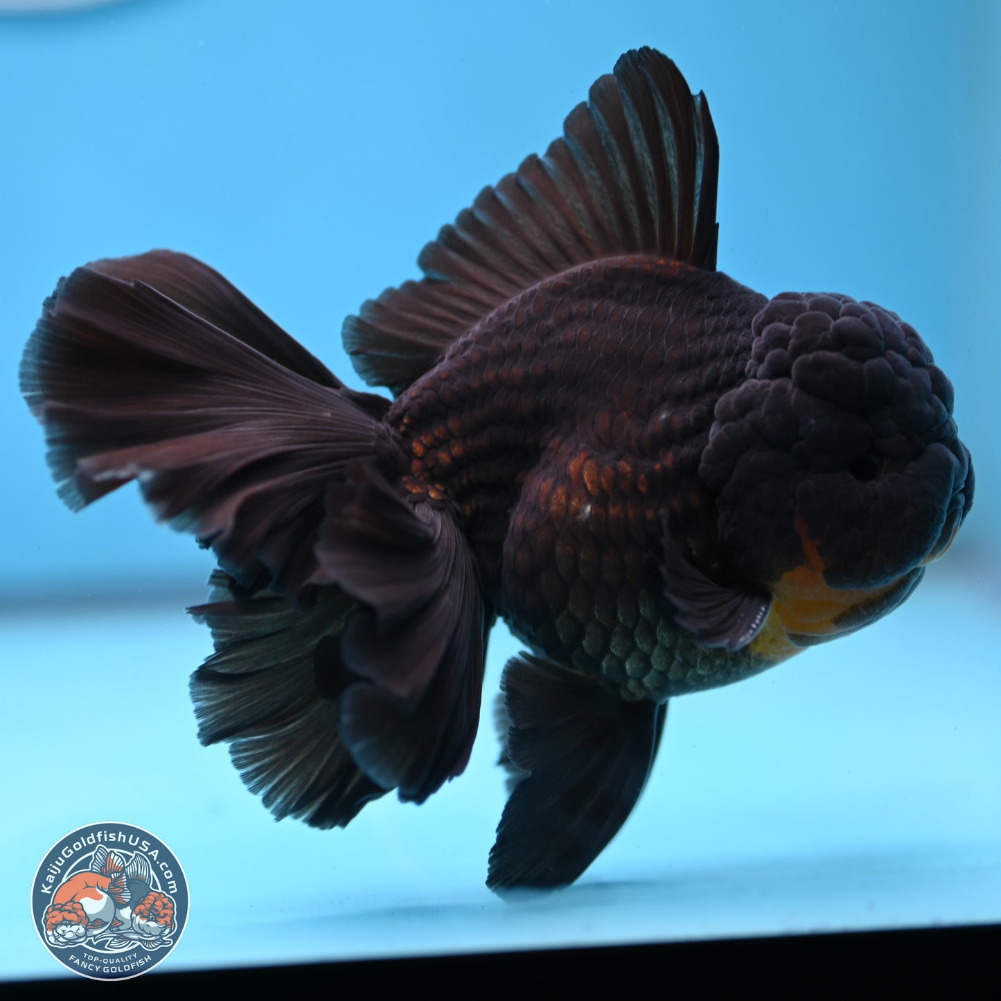 Black Orchid Tail Oranda 3.5 inches Body - Male (250228_OR02)