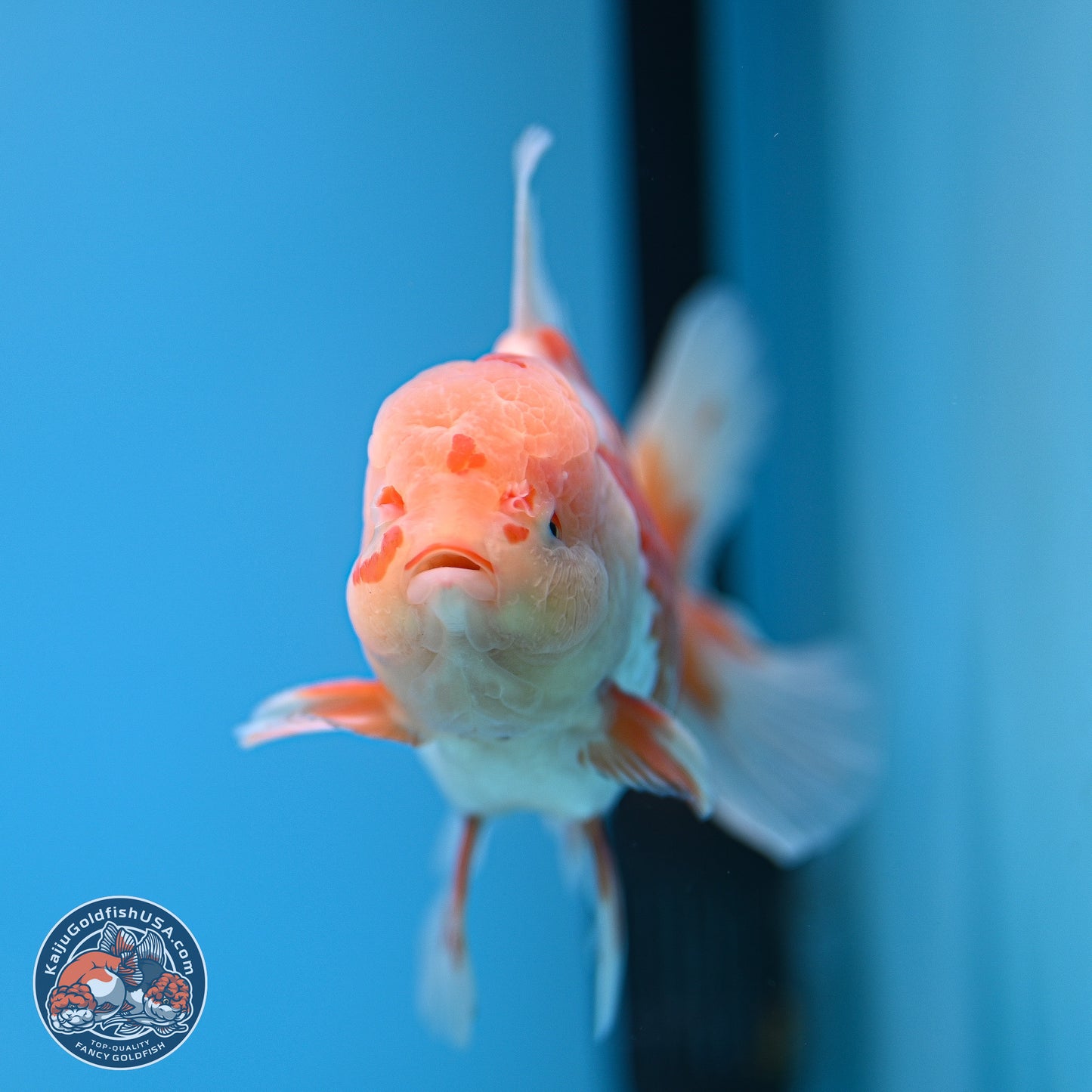 Red White Rose Tail Oranda 5 inches - Male (241129_OR02) - Kaiju Goldfish USA