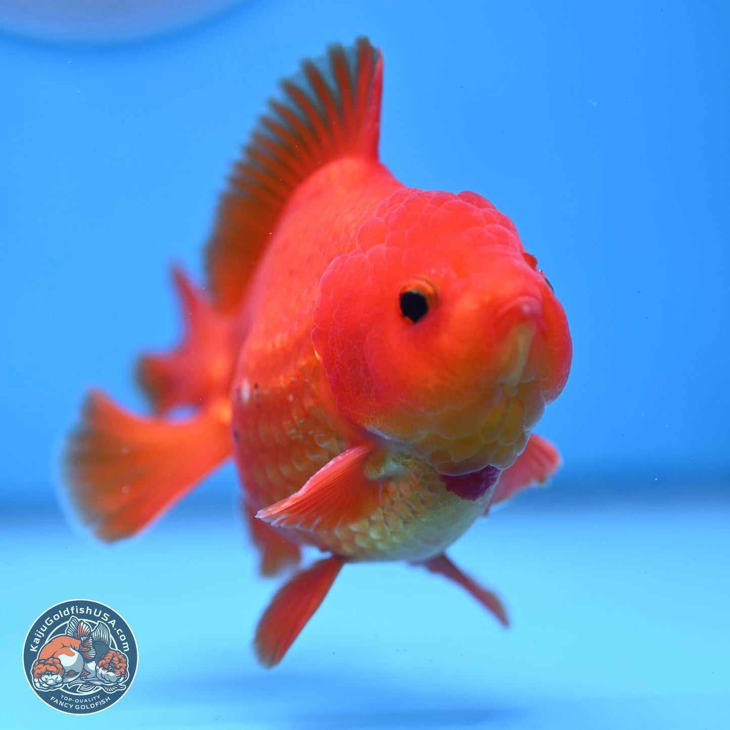 Classic Red YuanBao Oranda 4 inches Body - Male (250307_OR02)