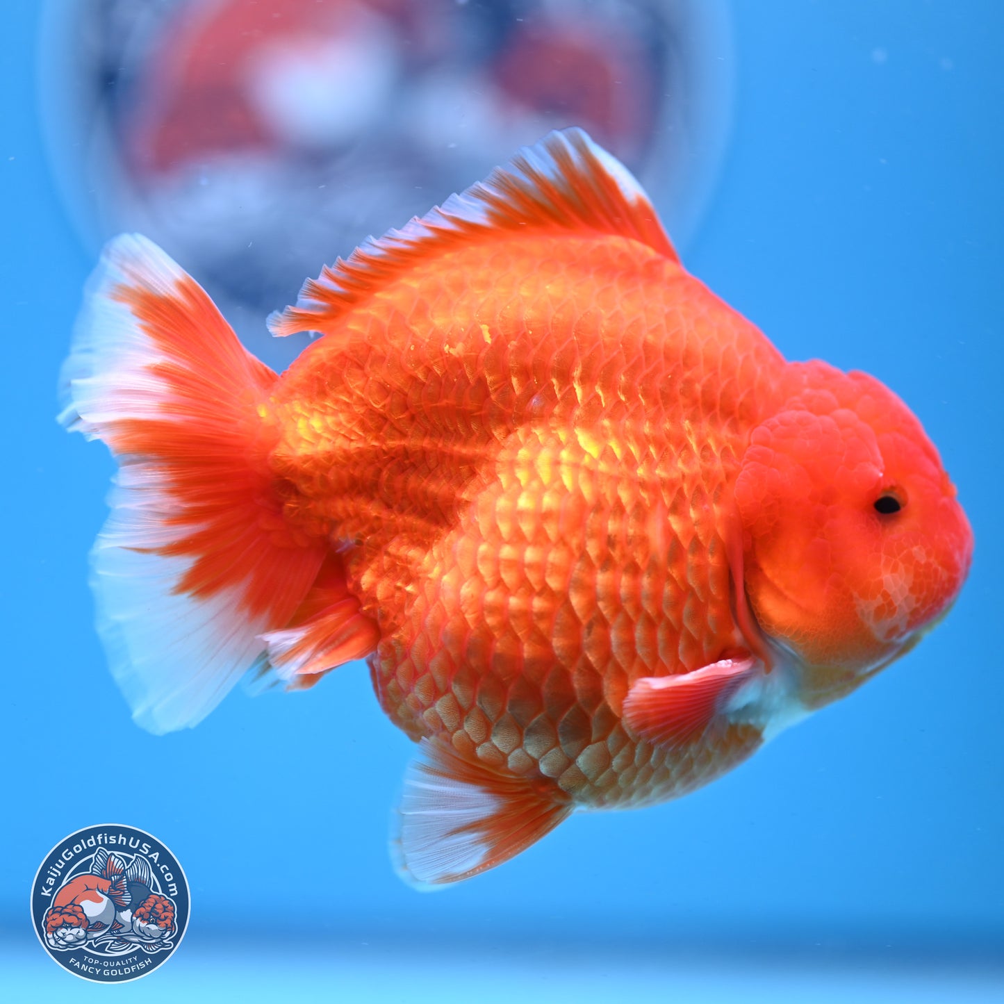 Classic Red YuanBao Oranda 4-5 inches (240920_OR02) - Kaiju Goldfish USA