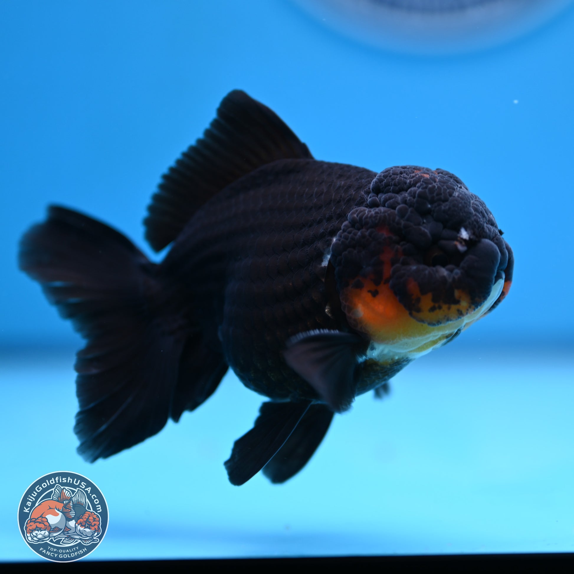 Tricolor Oranda 3.5in body (240809_OR02) - Kaiju Goldfish USA