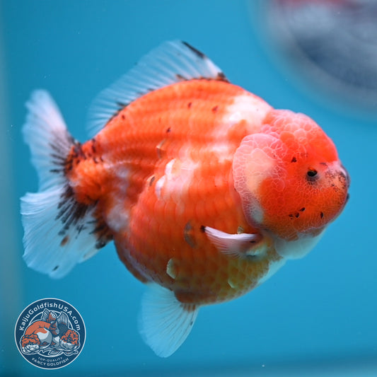 Shogun Tricolor Sakura Oranda 3.5 inches Body (250606_OR02)