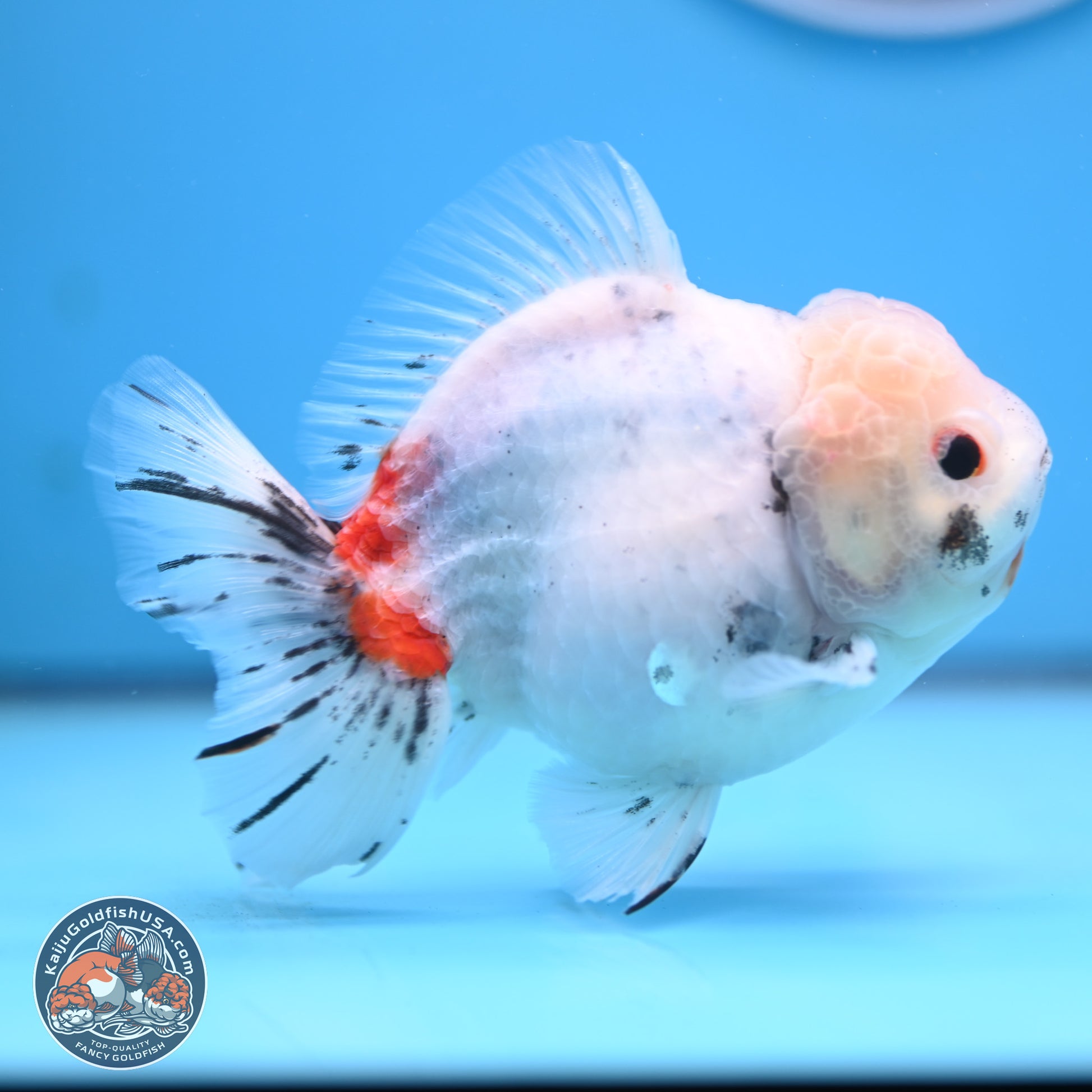 Tricolor Sakura Oranda 4.5 inches Body - Male (250117_OR02) - Kaiju Goldfish USA