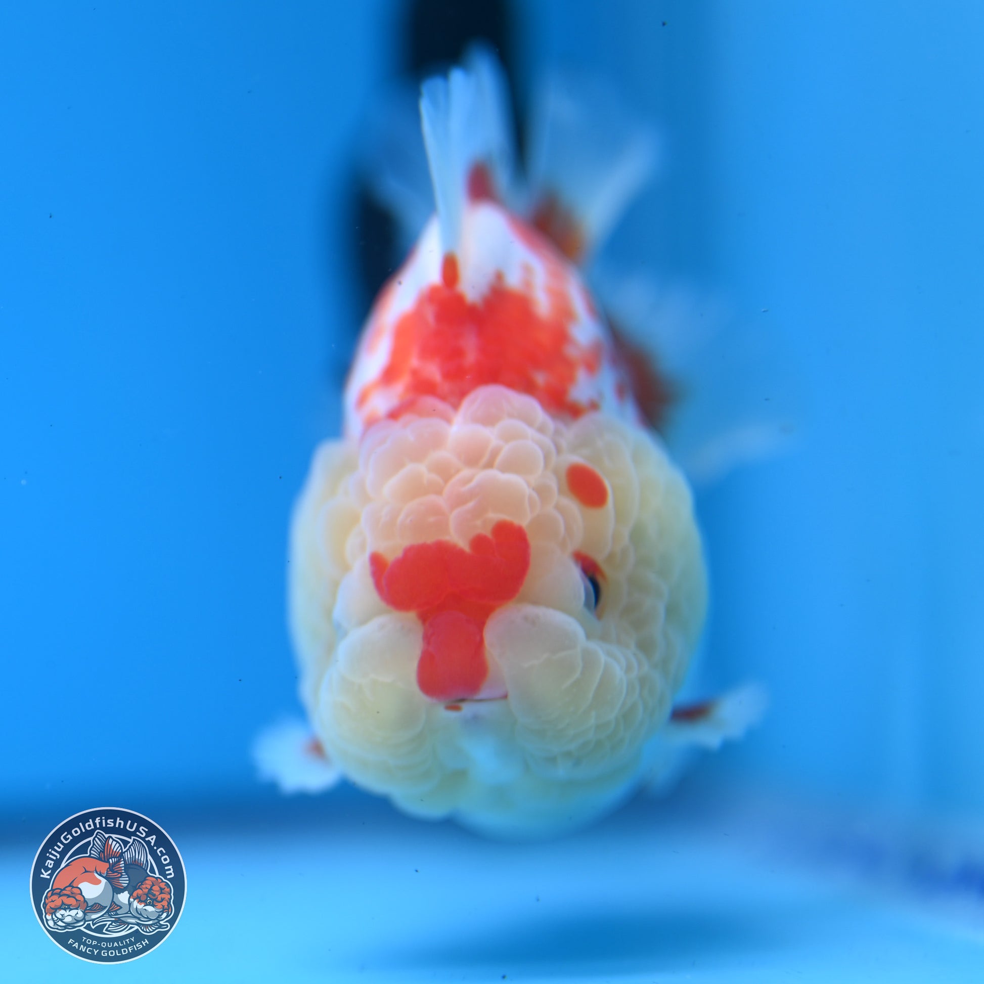 Deer Spot Red White YuanBao Oranda 3.25 inches Body - Male (241227_OR02) - Kaiju Goldfish USA