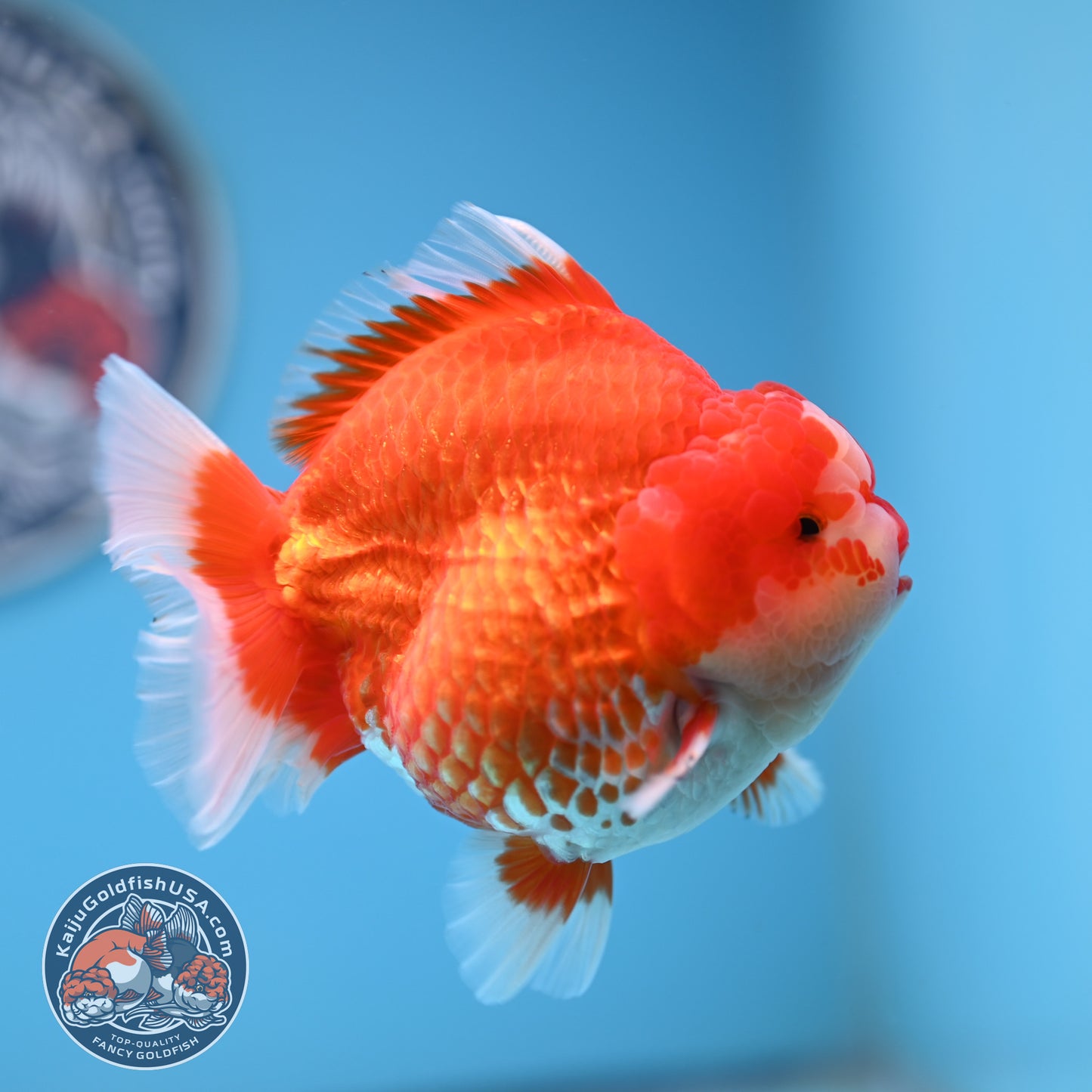 Red White Oranda 3.8 inches Body (250530_OR02)