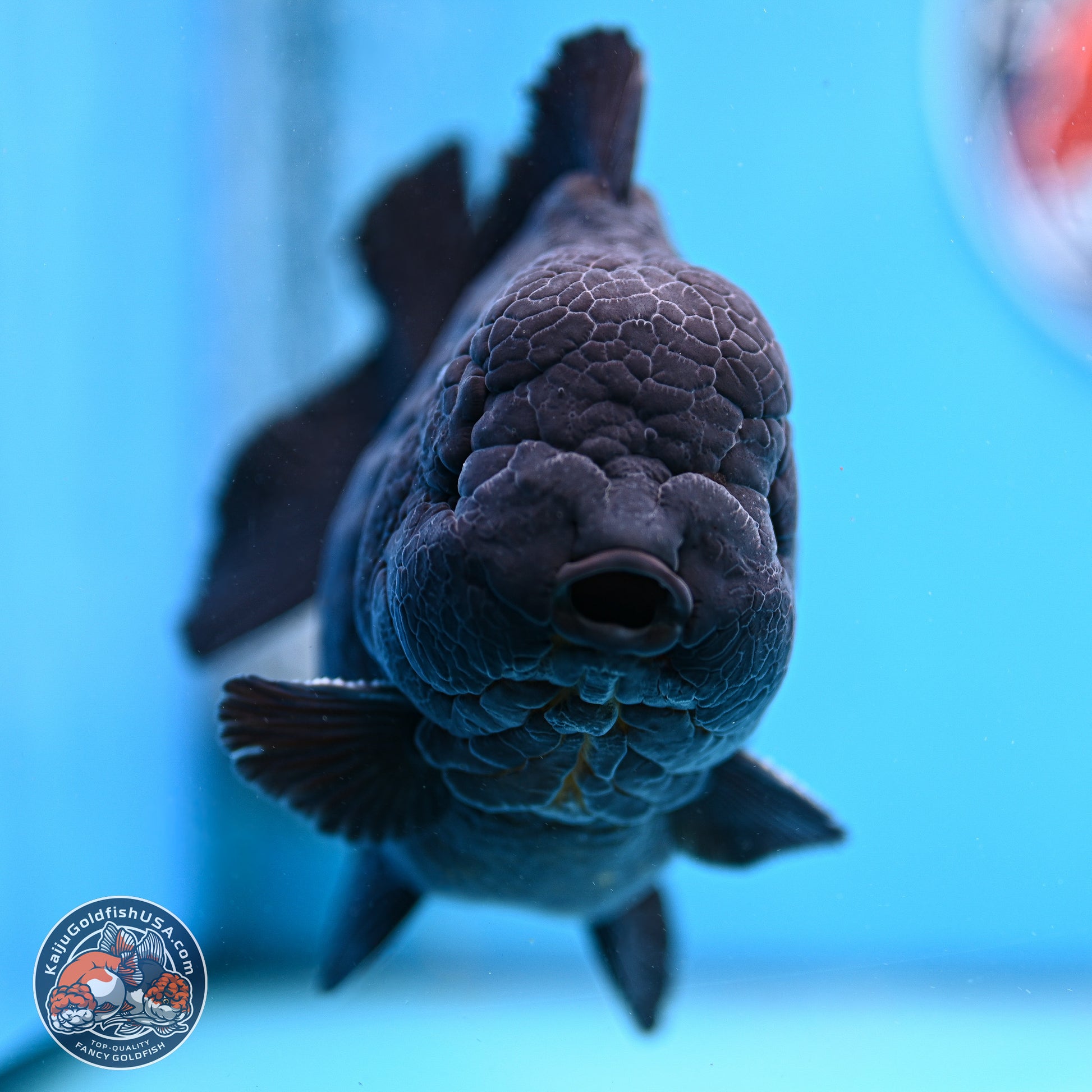 Jumbo Shogun Godzilla Jet Black Oranda 5in Body (240823_OR2) - Overnight shipping only - Kaiju Goldfish USA