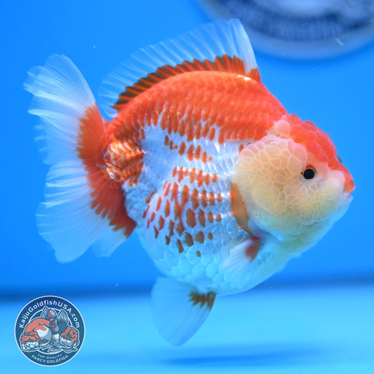 Deer Spot Red White Oranda 4 inches Body (250523_OR02)