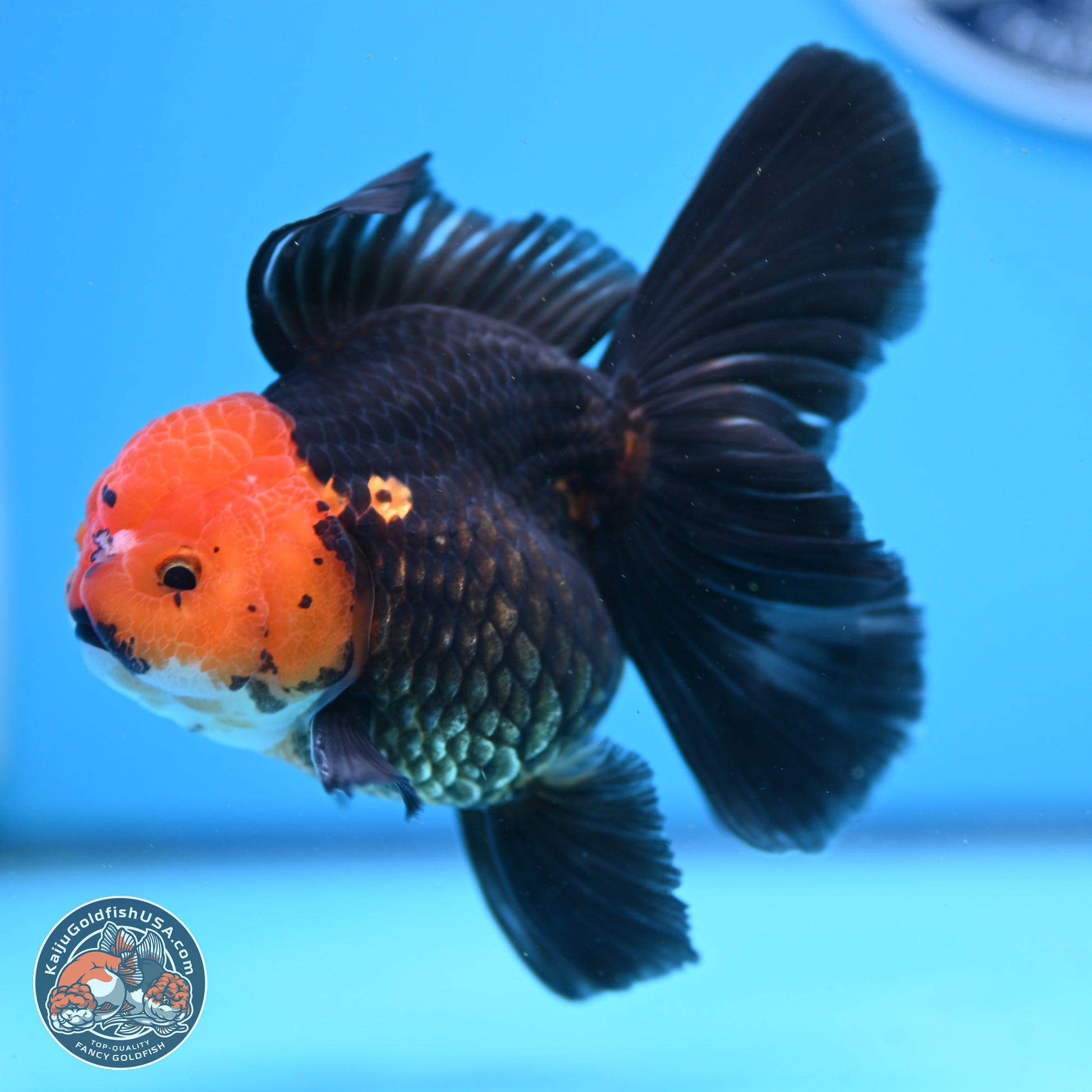 Apache Rose Tail Oranda 3.25in Body (240830_OR02) - Kaiju Goldfish USA