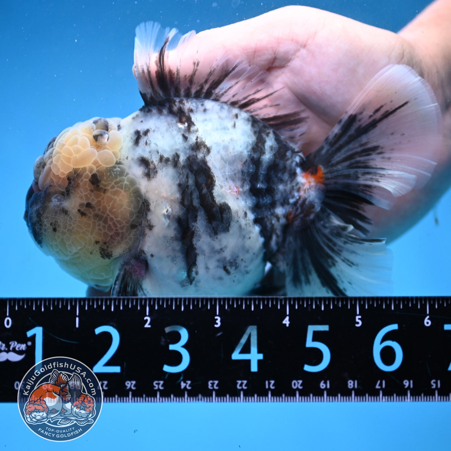 White Tiger Oranda 4 inch Body (250926_OR02)