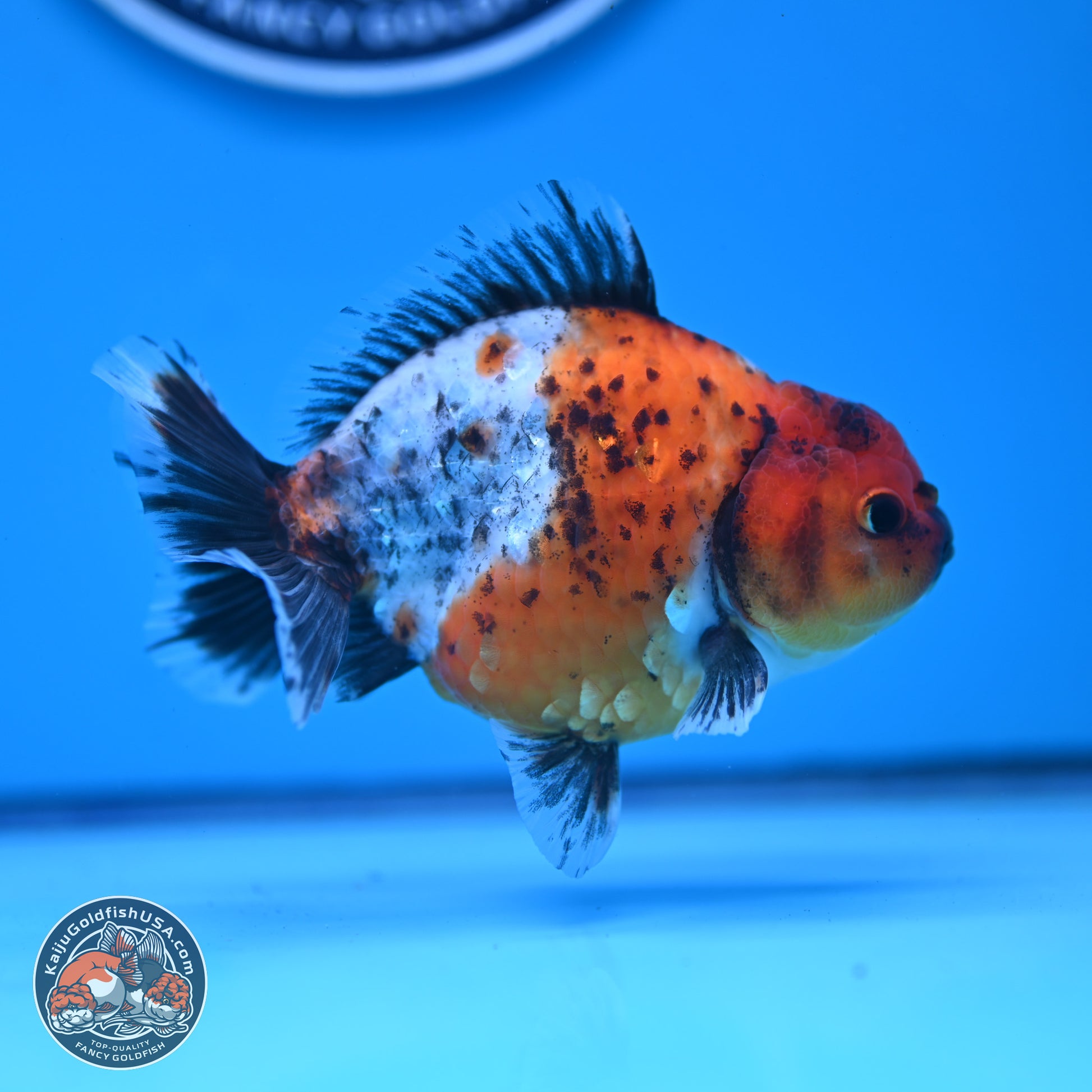 Shogun Calico Oranda 3.5-4.5 in (241011_OR02) - Kaiju Goldfish USA