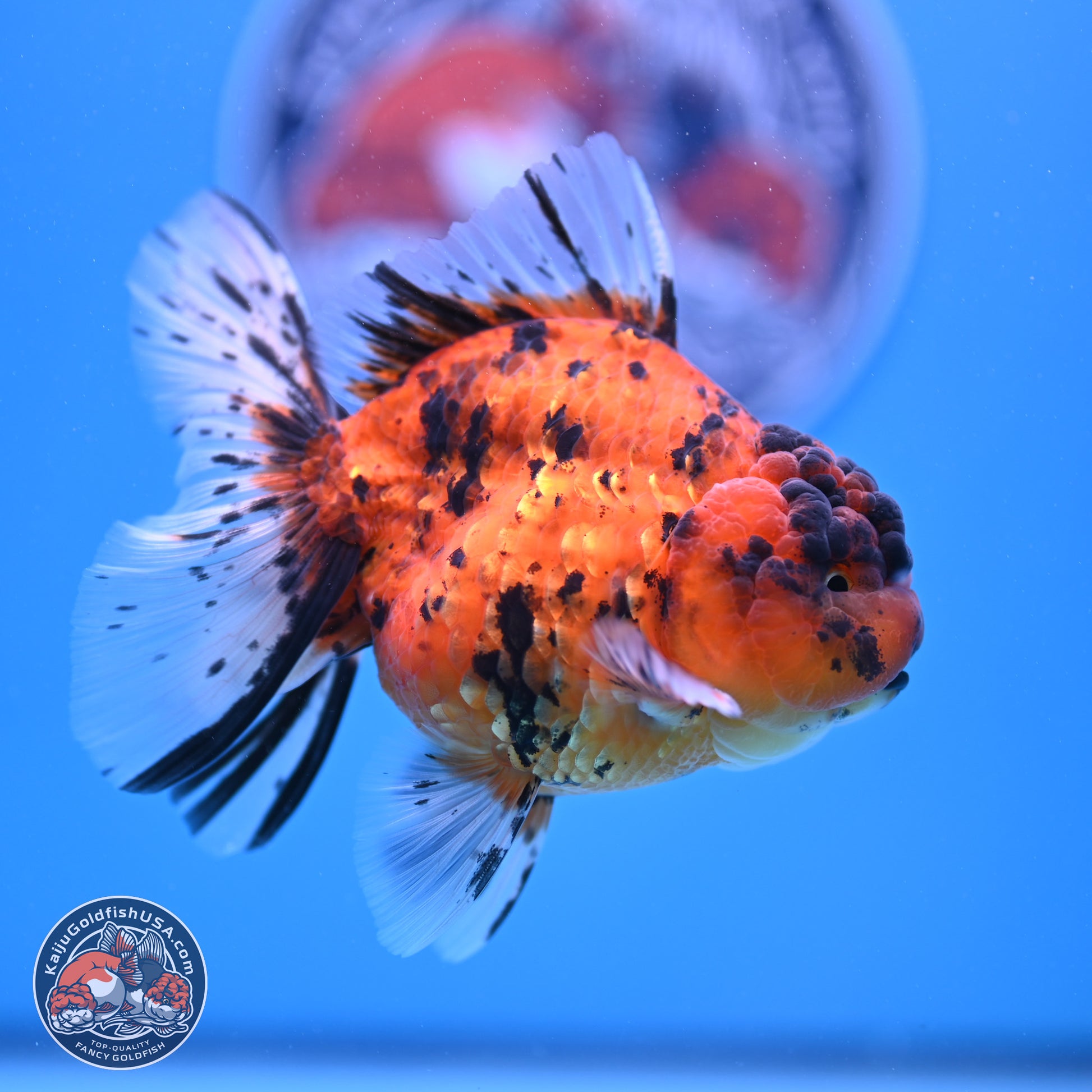 Shogun Tiger Rose Tail Oranda 3.5in Body (240802_OR02) - Kaiju Goldfish USA