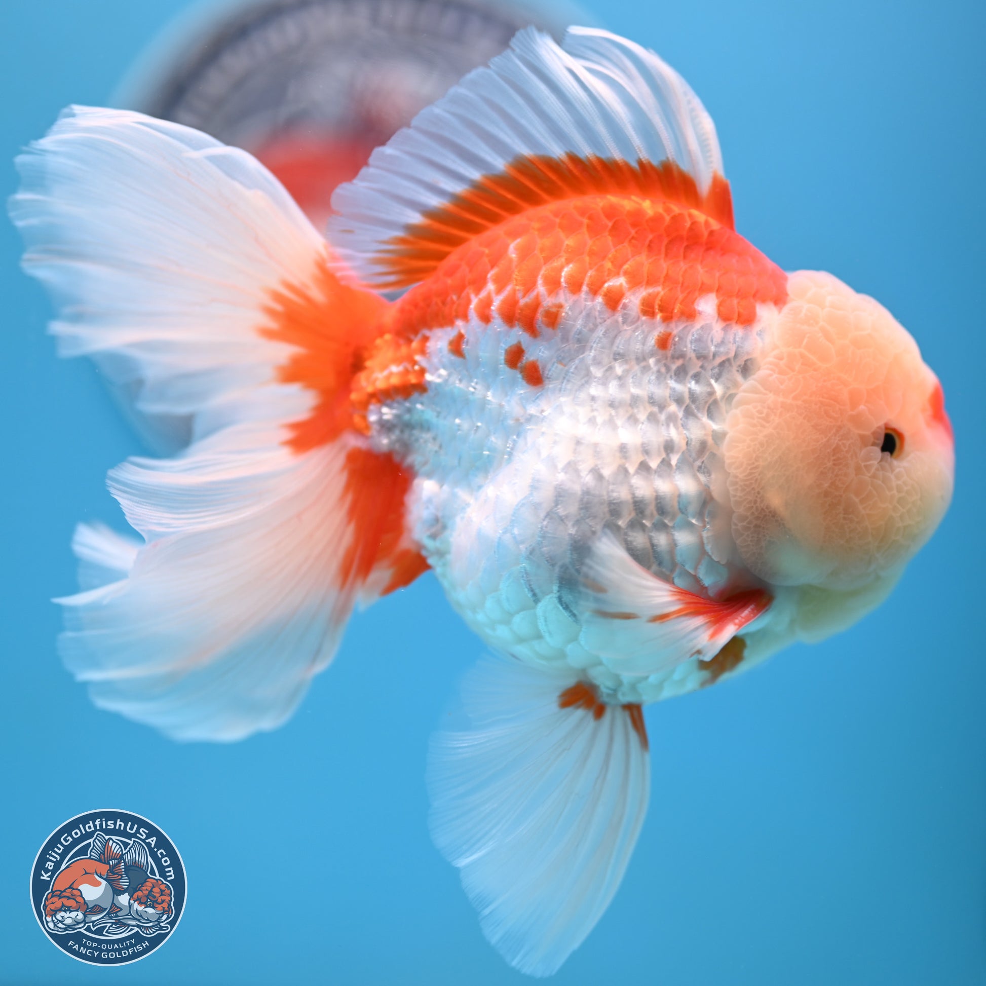 Red White Rose Tail Oranda 4-6 inches (240906_OR02) - Kaiju Goldfish USA