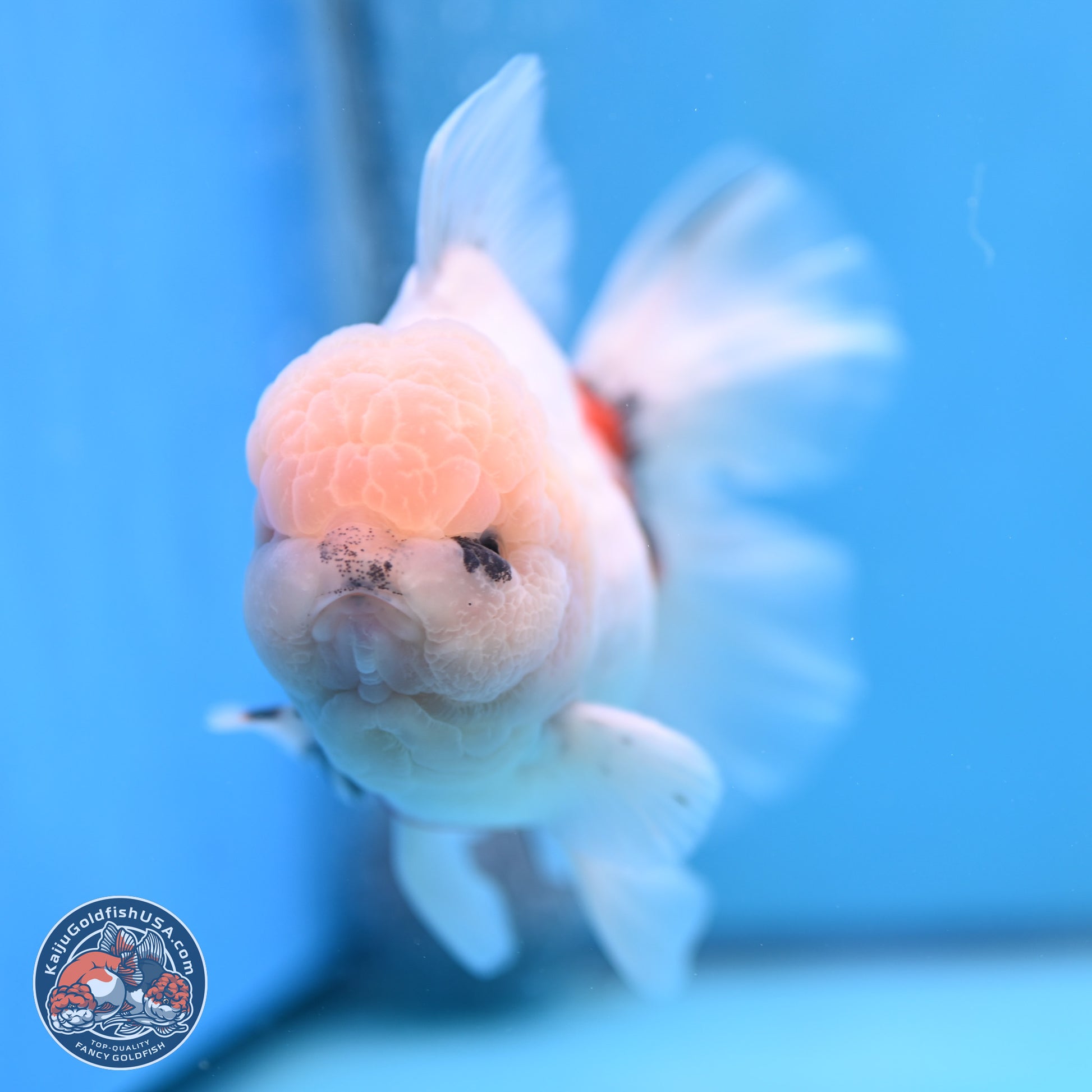 Calico Rose Tail Oranda 6 inches - Male (241115_OR02) - Kaiju Goldfish USA