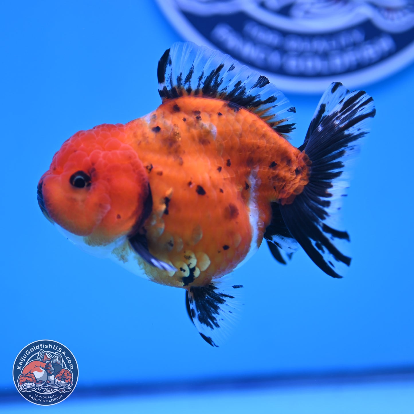 Shogun Tricolor Short Tail Oranda 3.5in Body (240816_OR02) - Kaiju Goldfish USA