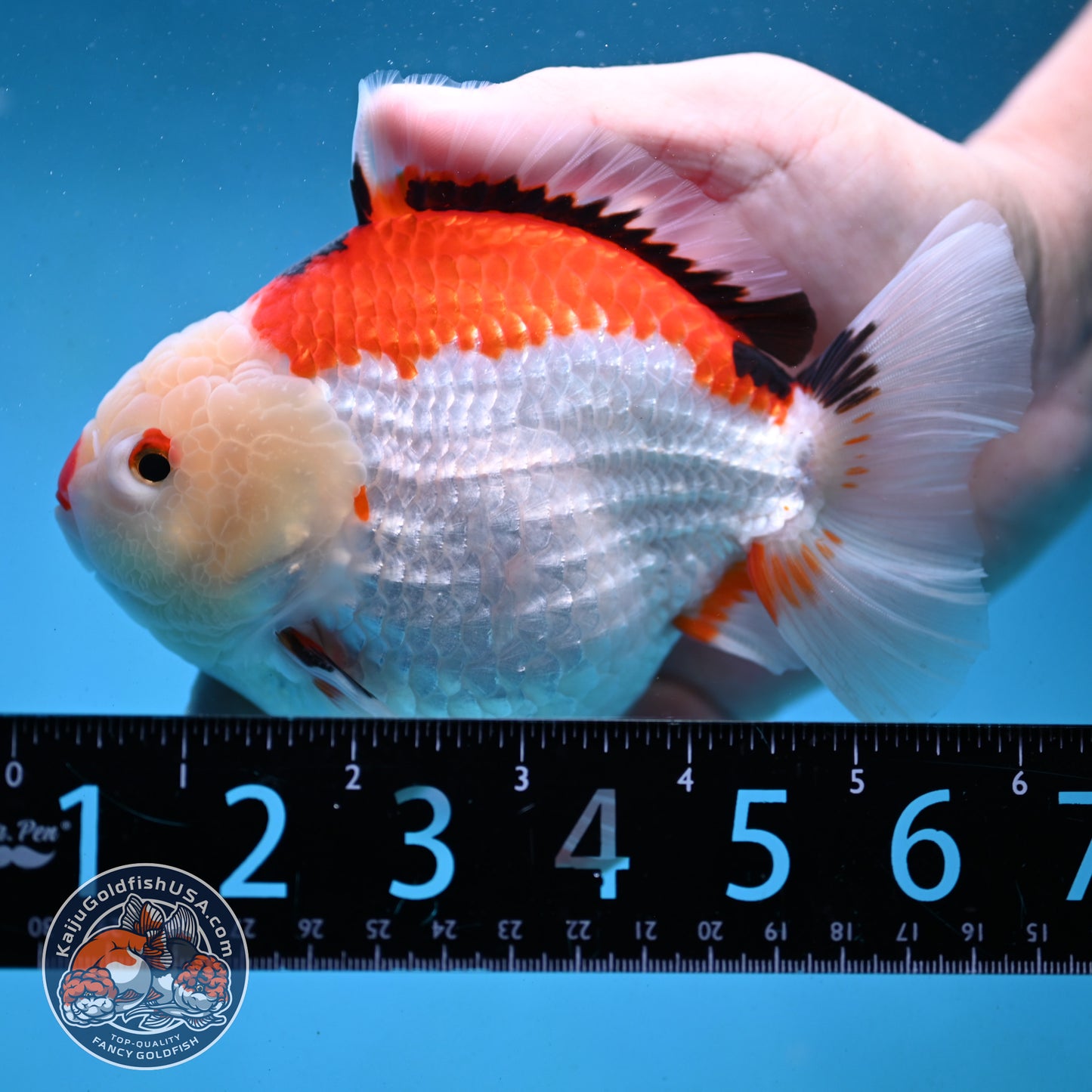 Jumbo Tricolor Oranda 5 inch Body (251003_OR02)
