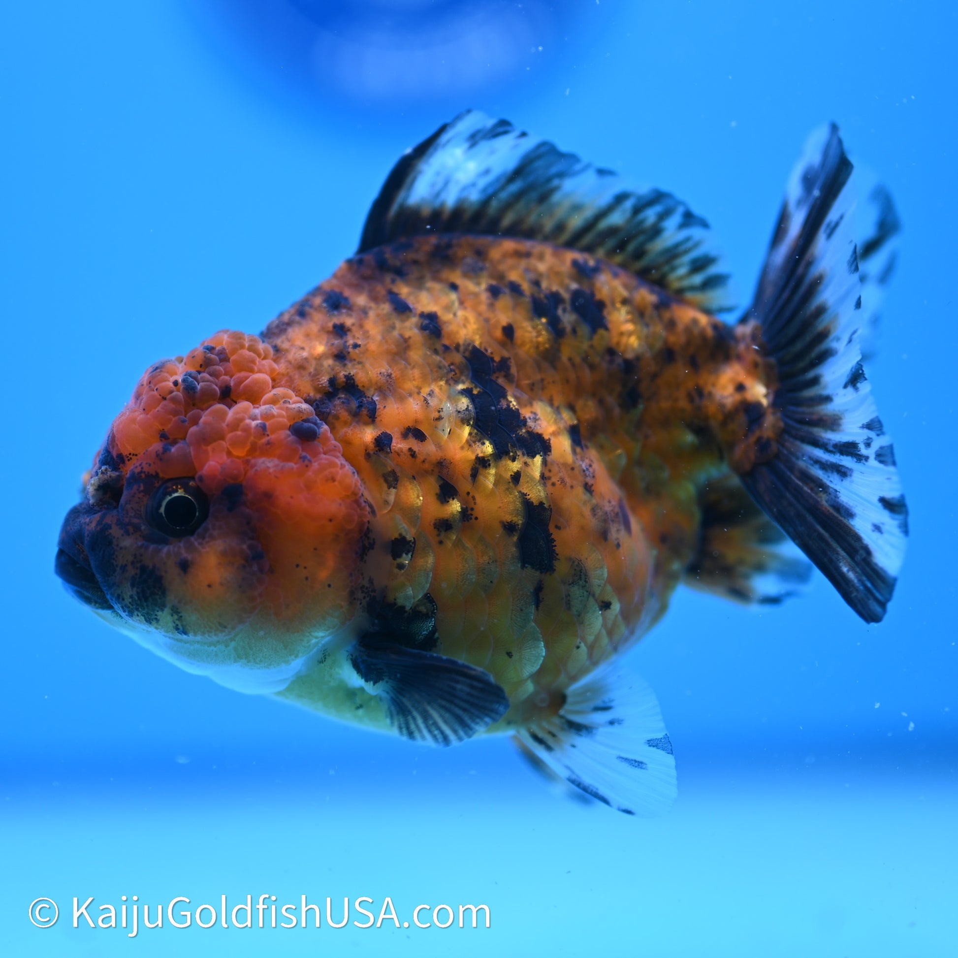 Shogun Godzilla Tiger Oranda 3.75in Body (240614_OR02) - Kaiju Goldfish USA