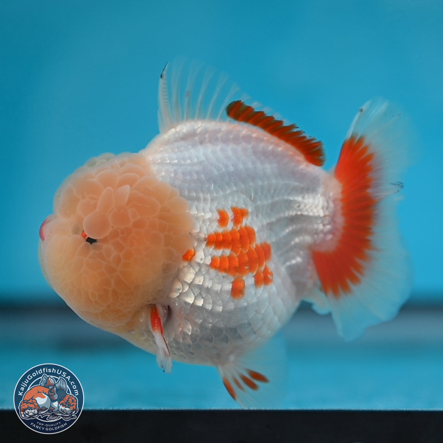 Jade Head Red White YuanBao Oranda 3.75 inches Body - Male (250131_OR02)