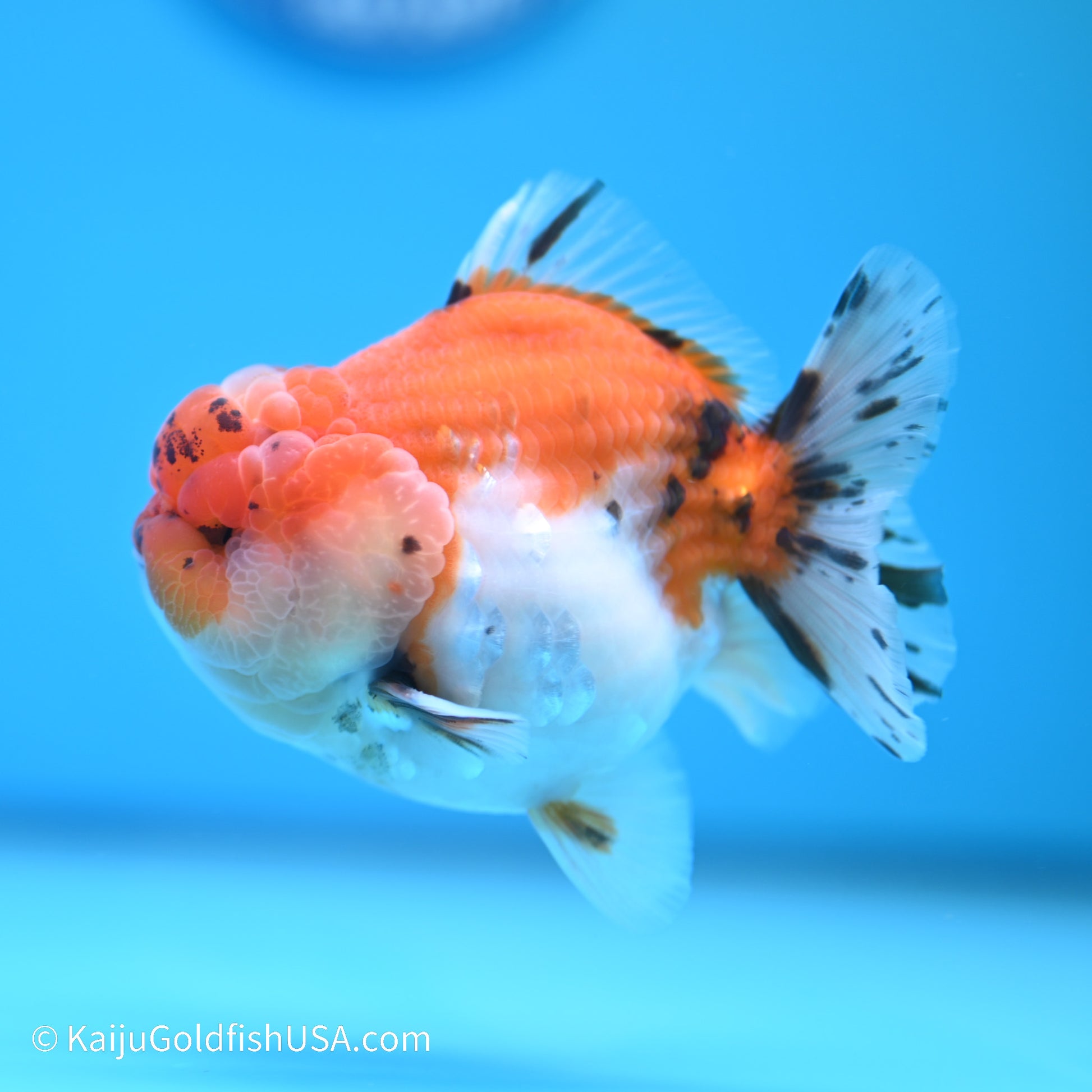 Tricolor Sakura YuanBao Oranda 3.5 inches (240517_OR02) - Kaiju Goldfish USA