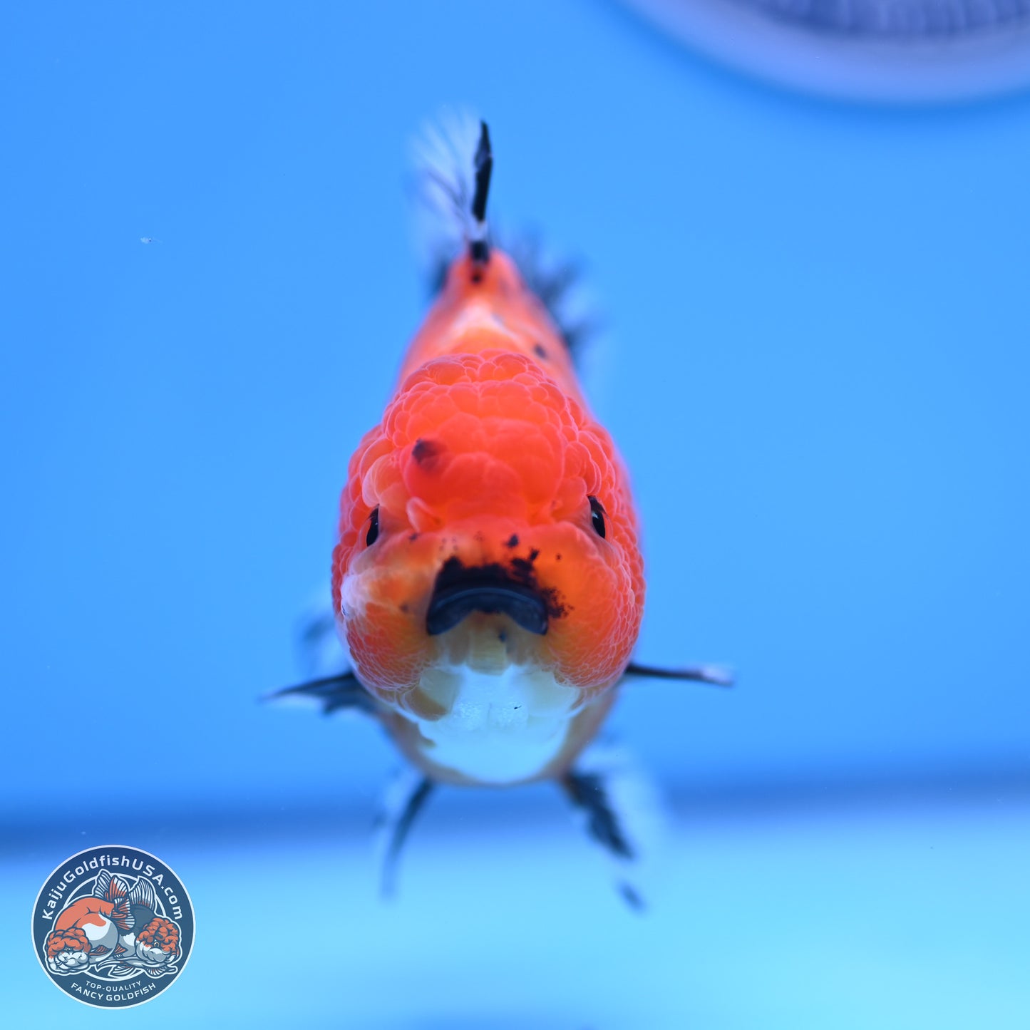 Shogun Tricolor Short Tail Oranda 3.5in Body (240816_OR02) - Kaiju Goldfish USA