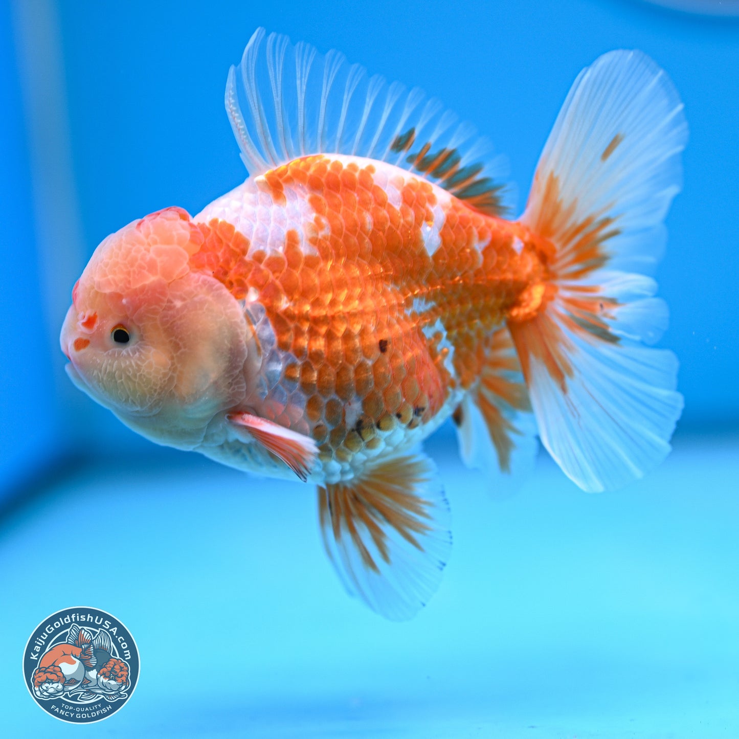 Red White Rose Tail Oranda 5 inches - Male (241129_OR02) - Kaiju Goldfish USA