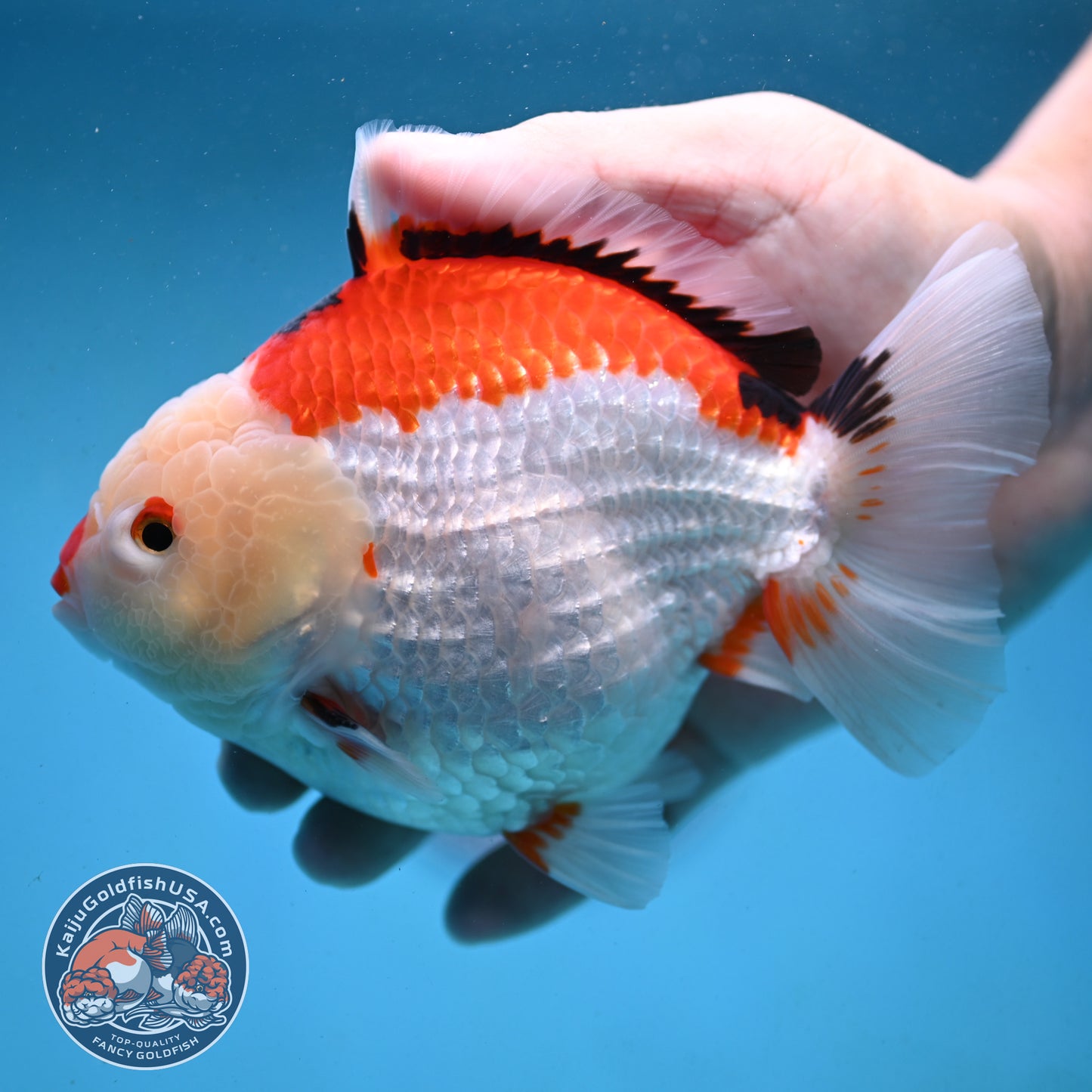 Jumbo Tricolor Oranda 5 inch Body (251003_OR02)