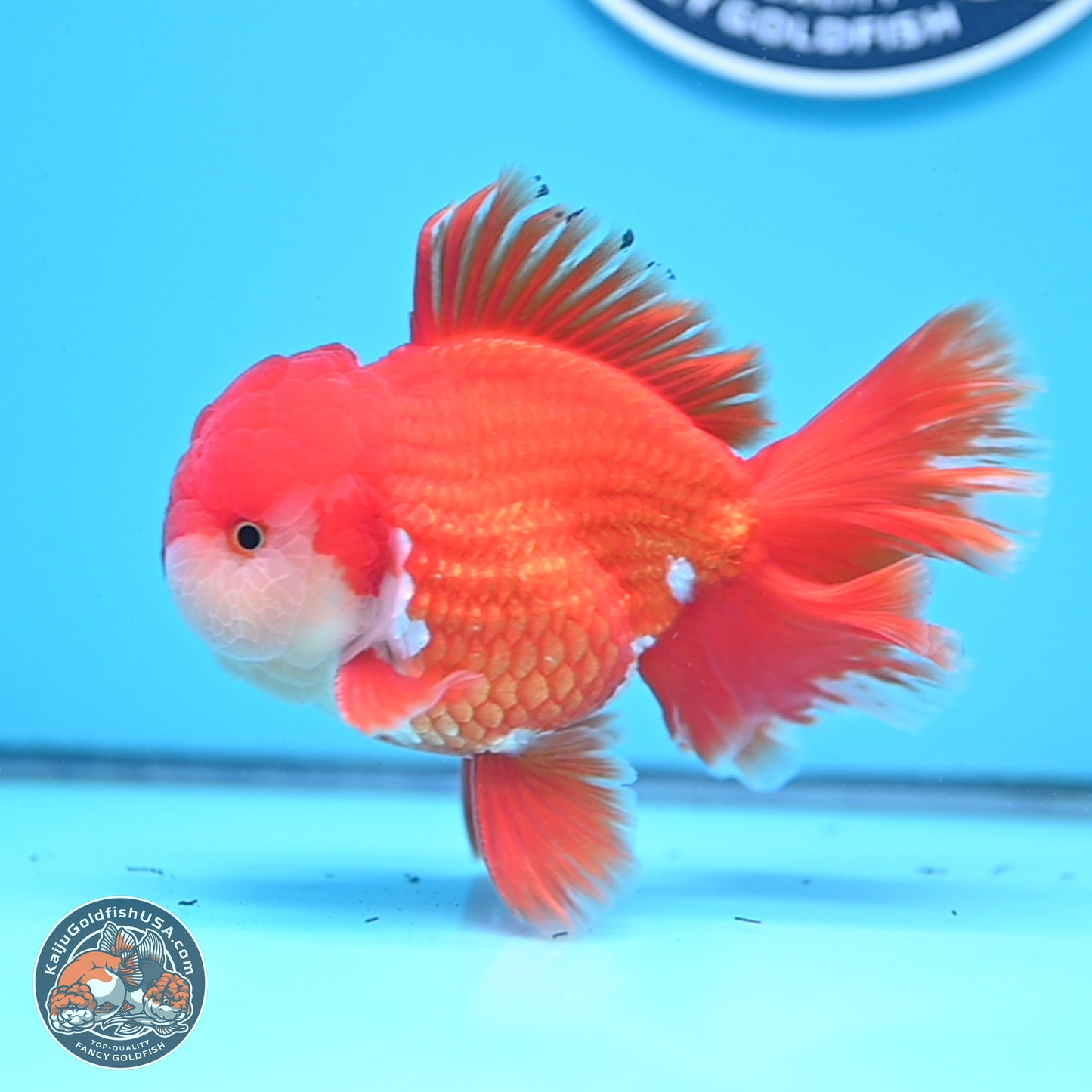 Red White Rose Tail Oranda 3.8 inches Body - Male (250314_OR02)