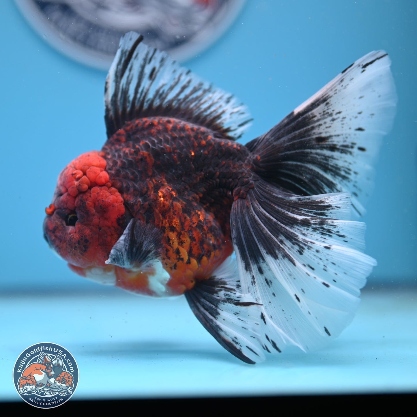 Red Kirin Rose Tail Oranda 6.5 inches - Male (241206_OR02) - Kaiju Goldfish USA