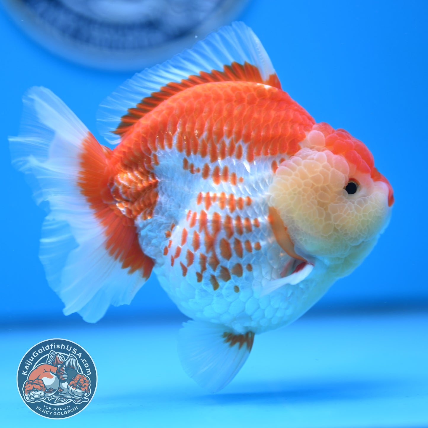 Deer Spot Red White Oranda 4 inches Body (250523_OR02)