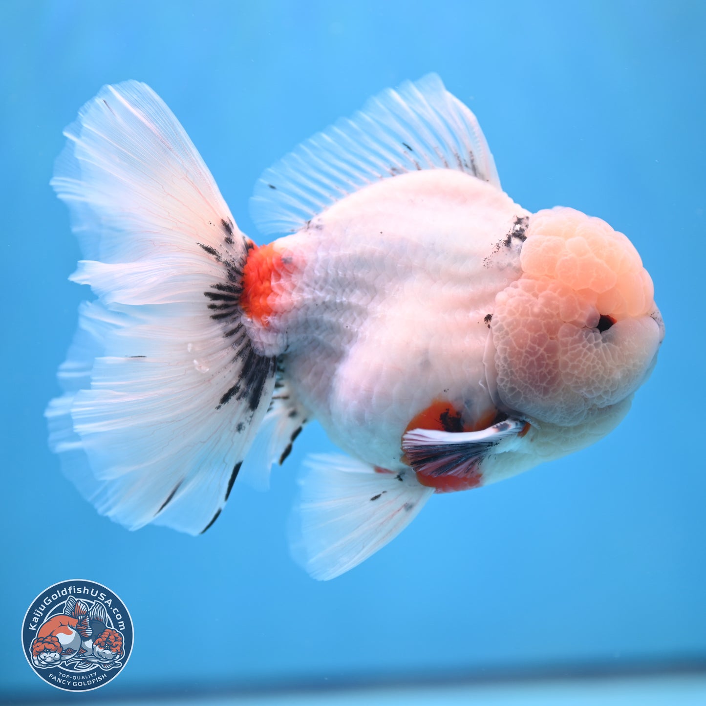 Calico Rose Tail Oranda 6 inches - Male (241115_OR02) - Kaiju Goldfish USA