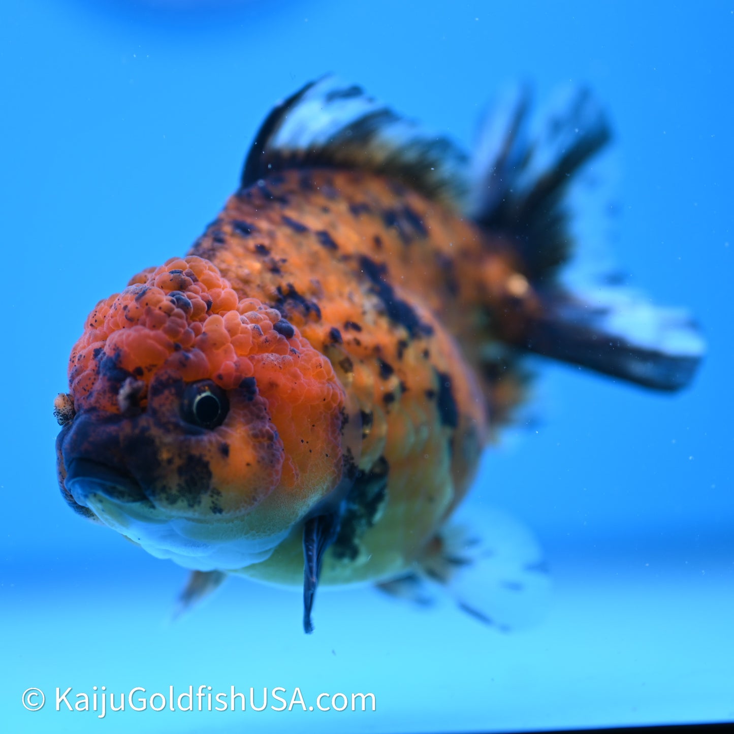 Shogun Godzilla Tiger Oranda 3.75in Body (240614_OR02) - Kaiju Goldfish USA