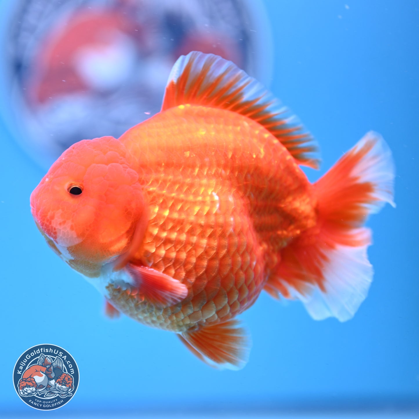 Classic Red YuanBao Oranda 4-5 inches (240920_OR02) - Kaiju Goldfish USA