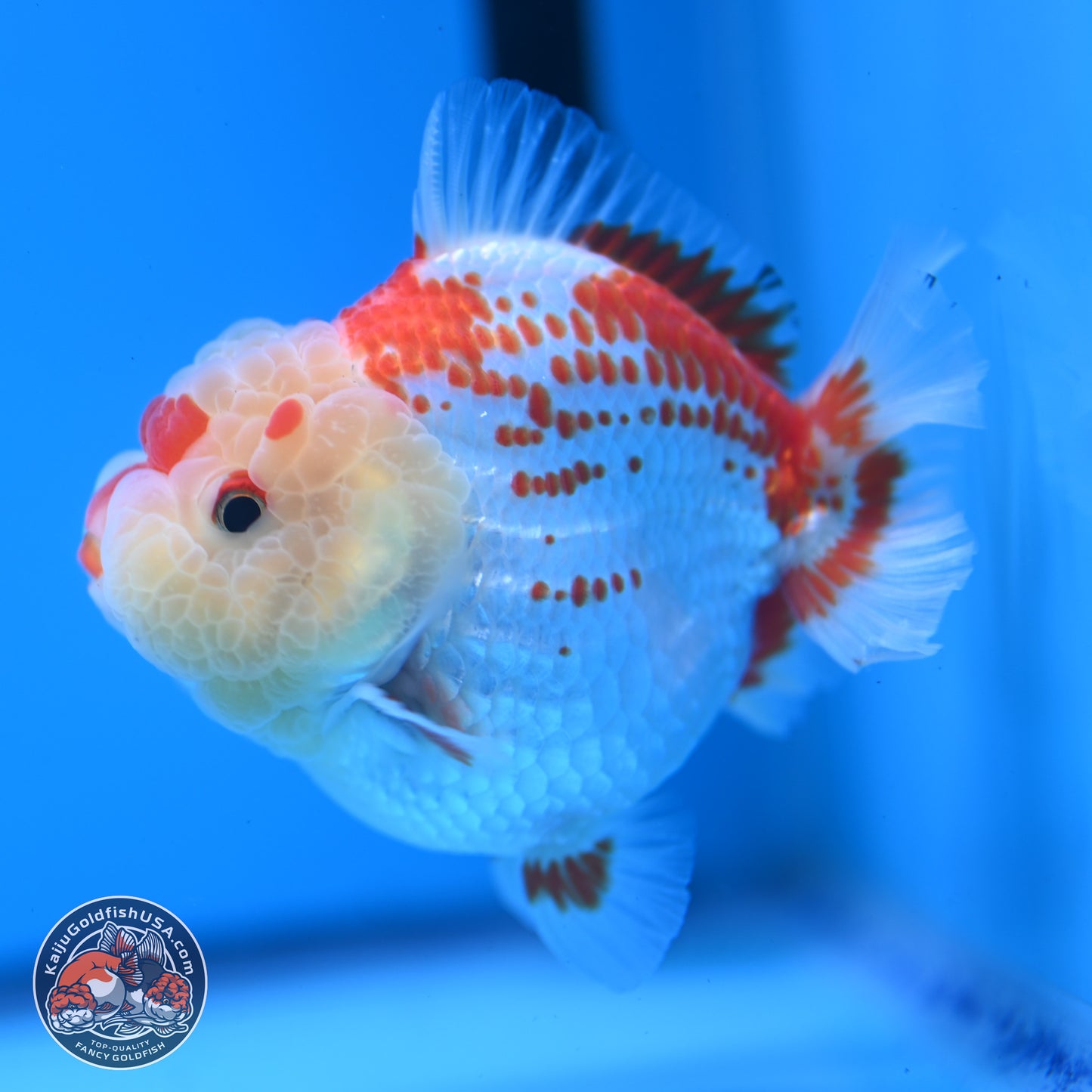 Deer Spot Red White YuanBao Oranda 3.25 inches Body - Male (241227_OR02) - Kaiju Goldfish USA