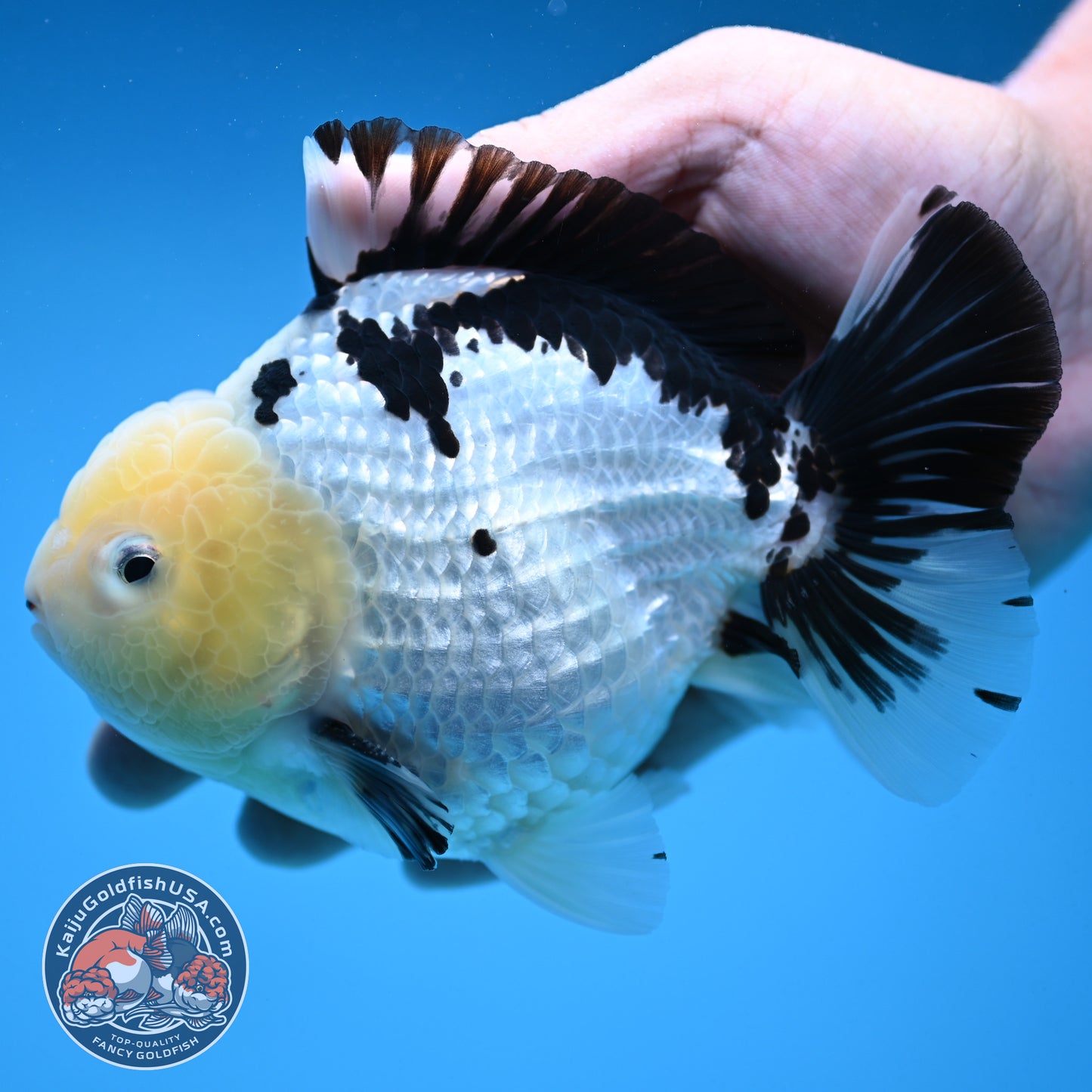 Panda Oranda 4.5 inch Body (250912_OR02)