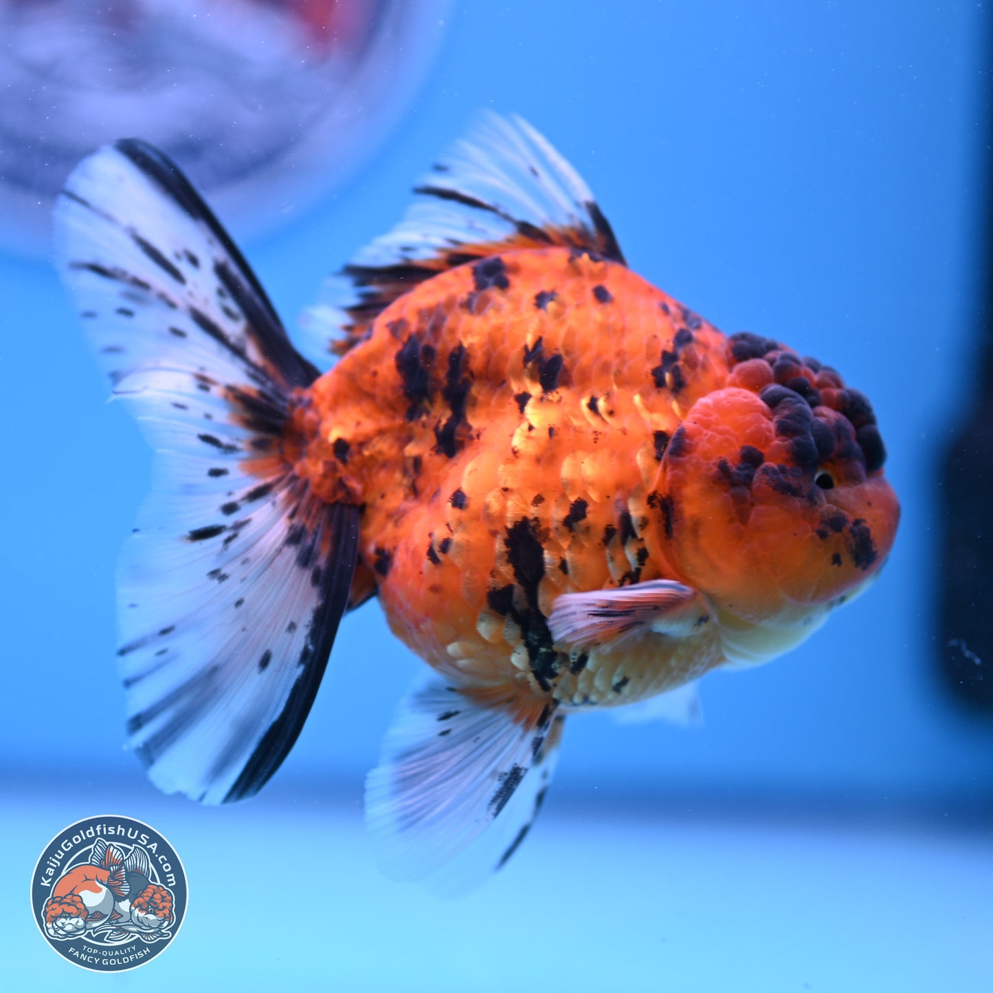 Shogun Tiger Rose Tail Oranda 3.5in Body (240802_OR02) - Kaiju Goldfish USA