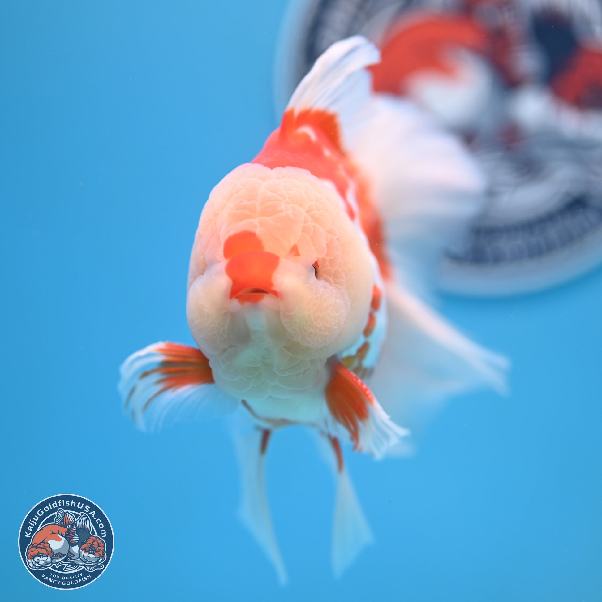 Red White Rose Tail Oranda 4-6 inches (240906_OR02) - Kaiju Goldfish USA